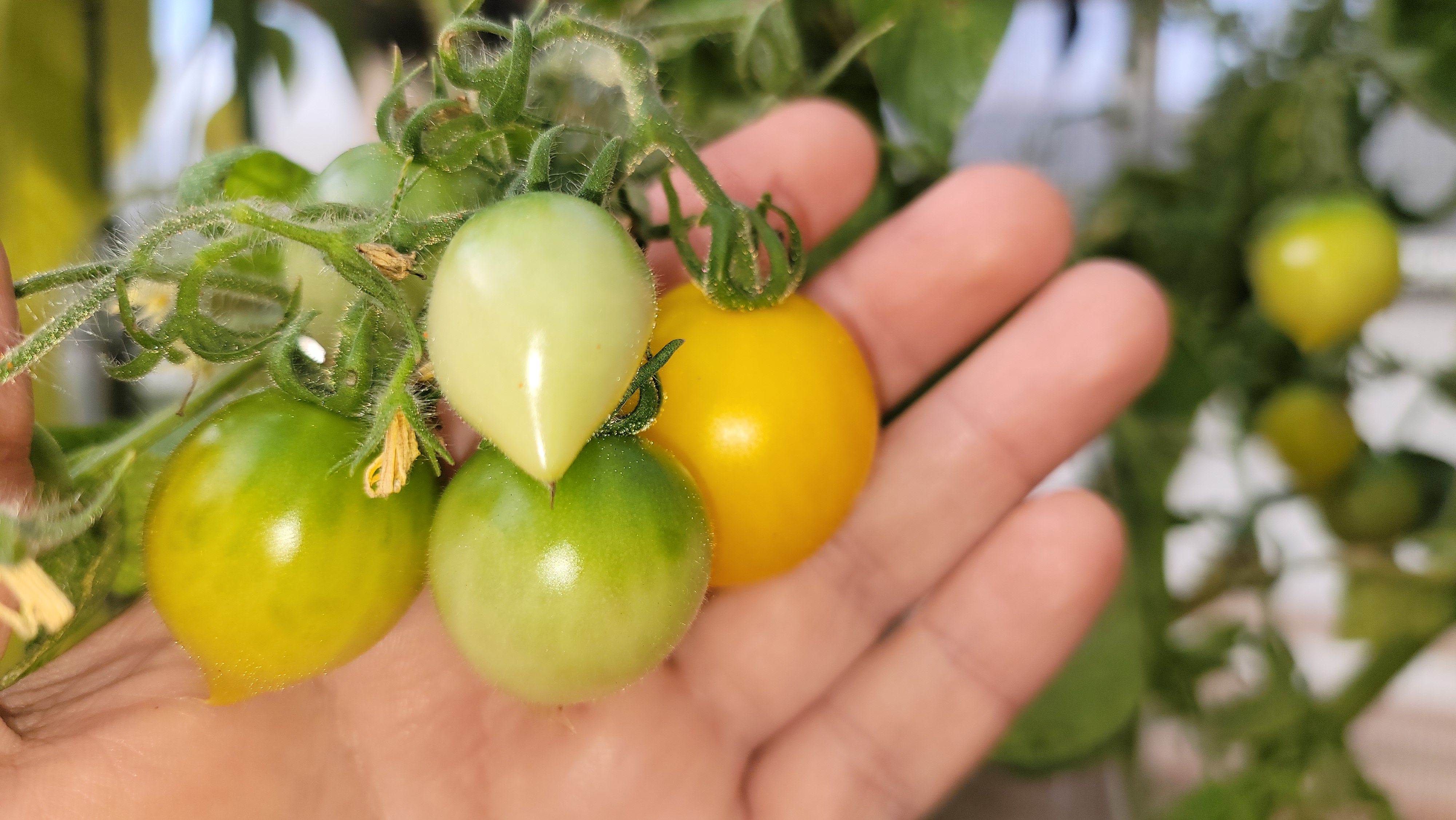 Lil' Peeps Micro Dwarf Tomato