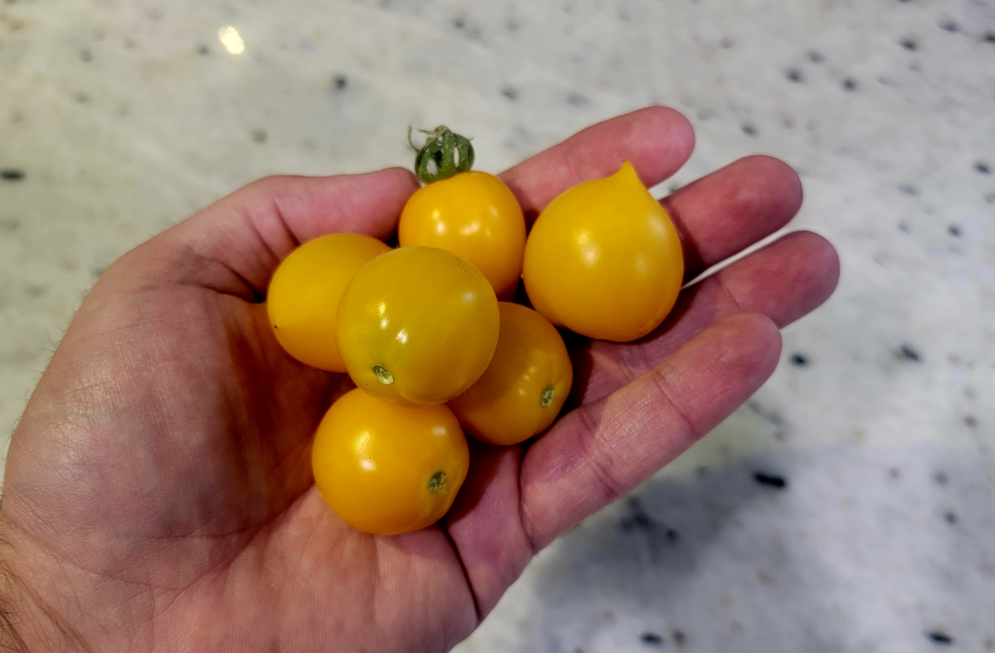 Lil' Peeps Micro Dwarf Tomato