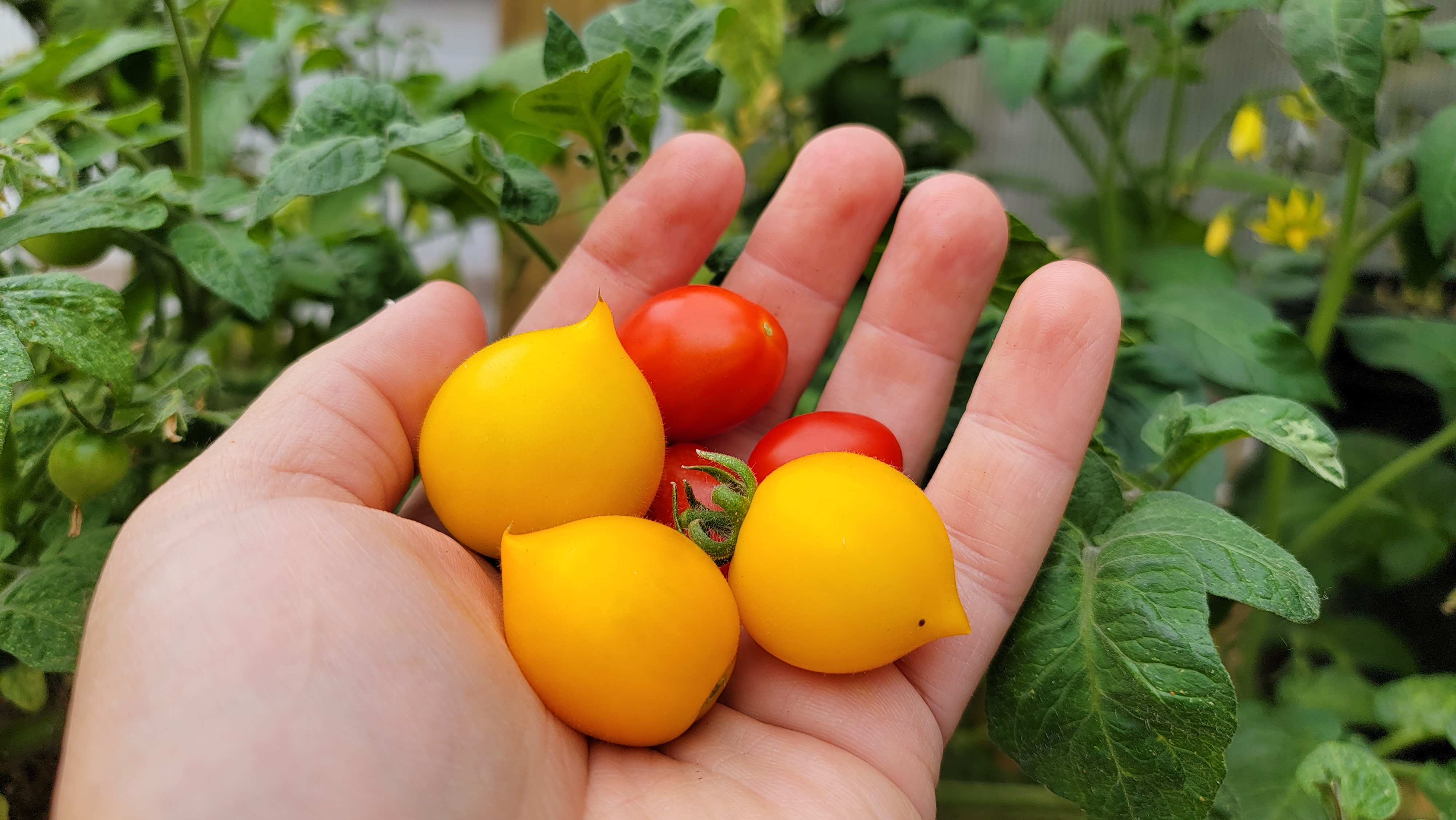 Lil' Peeps Micro Dwarf Tomato