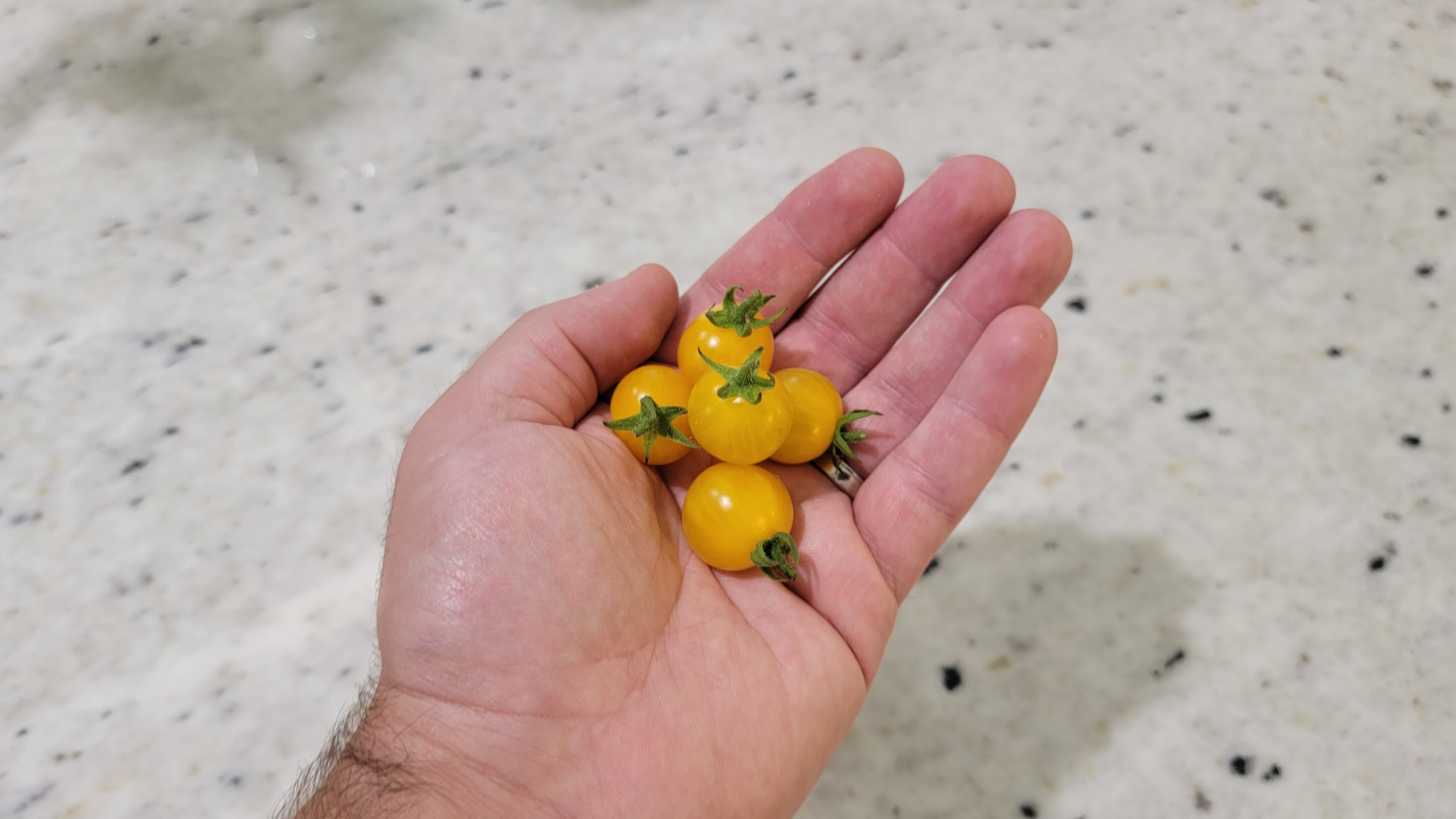 Little Blonde Girl (Blondkopfchen) Tomato