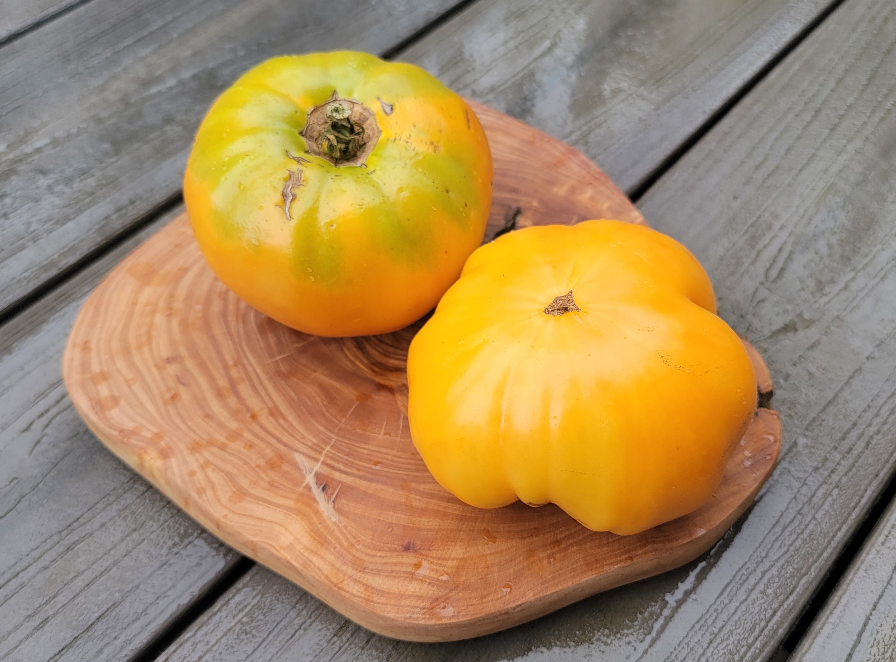 Mary Reynolds Tomato