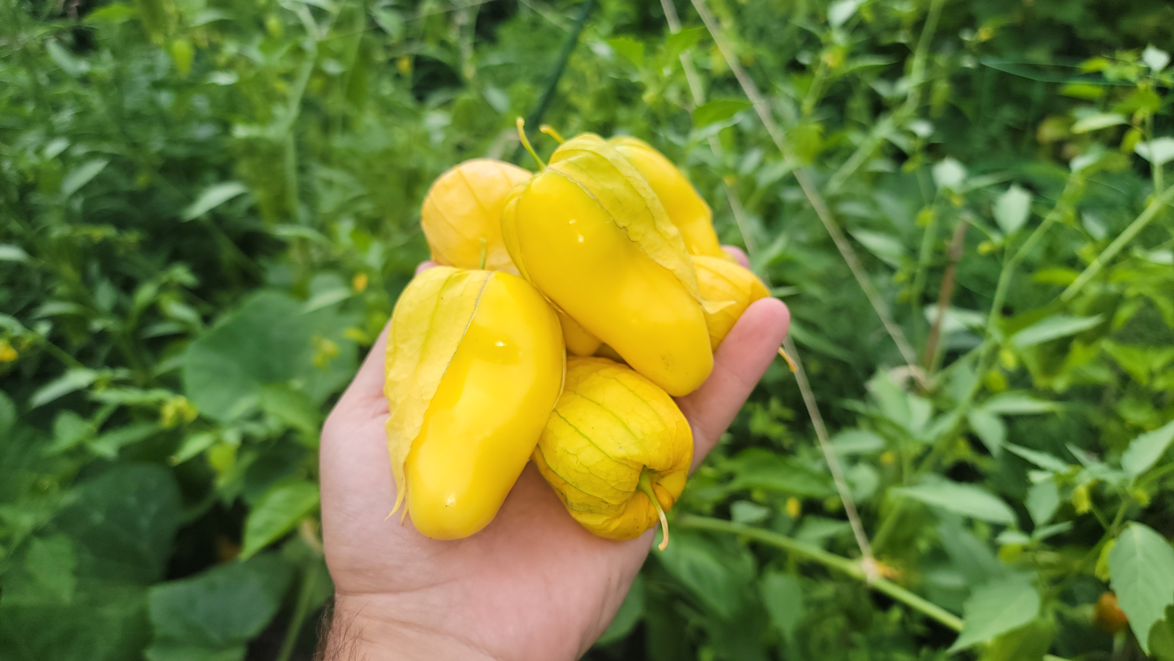 Queen of Malinalco Tomatillo