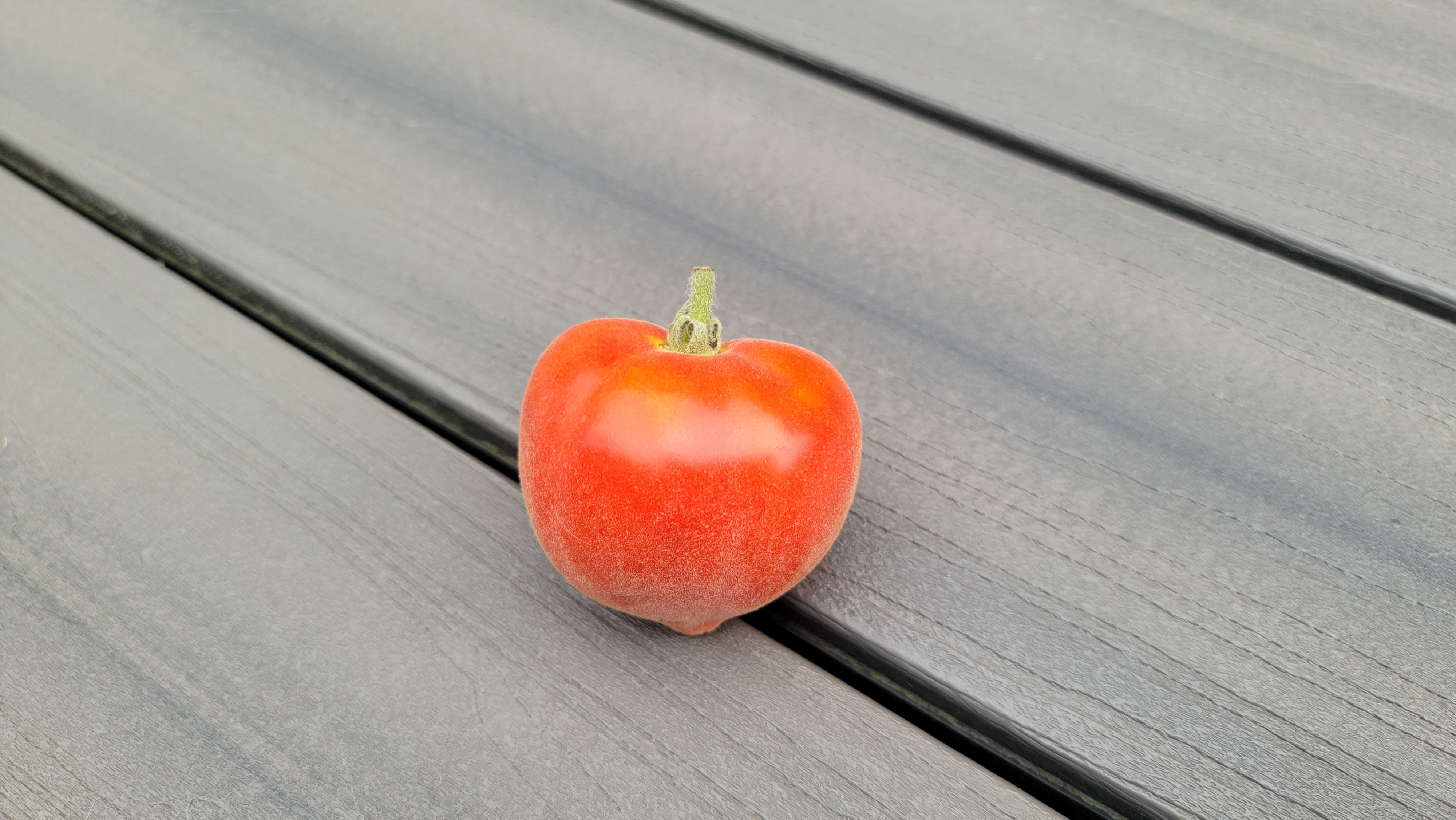 Scheherazade Tomato