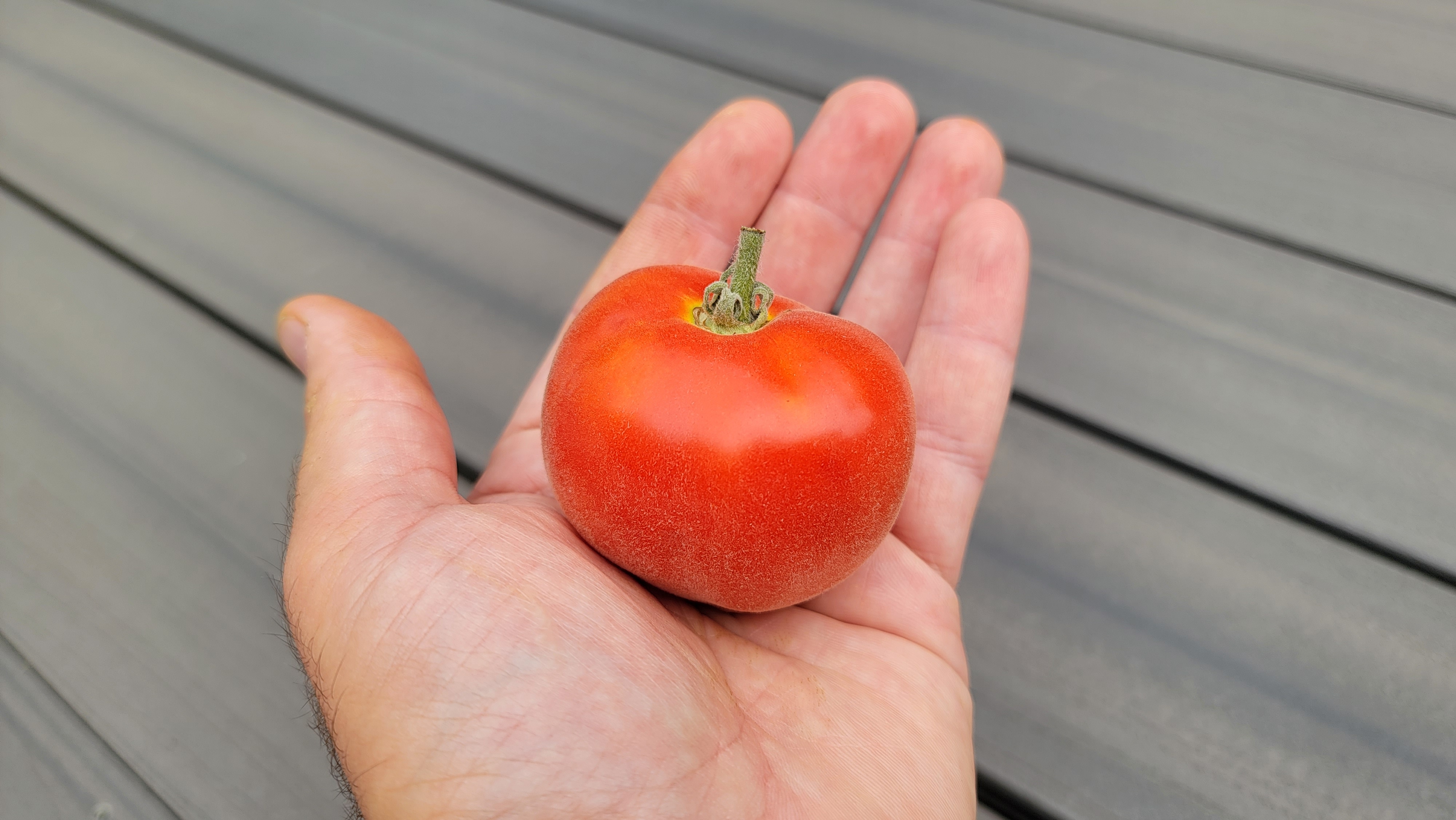 Scheherazade Tomato
