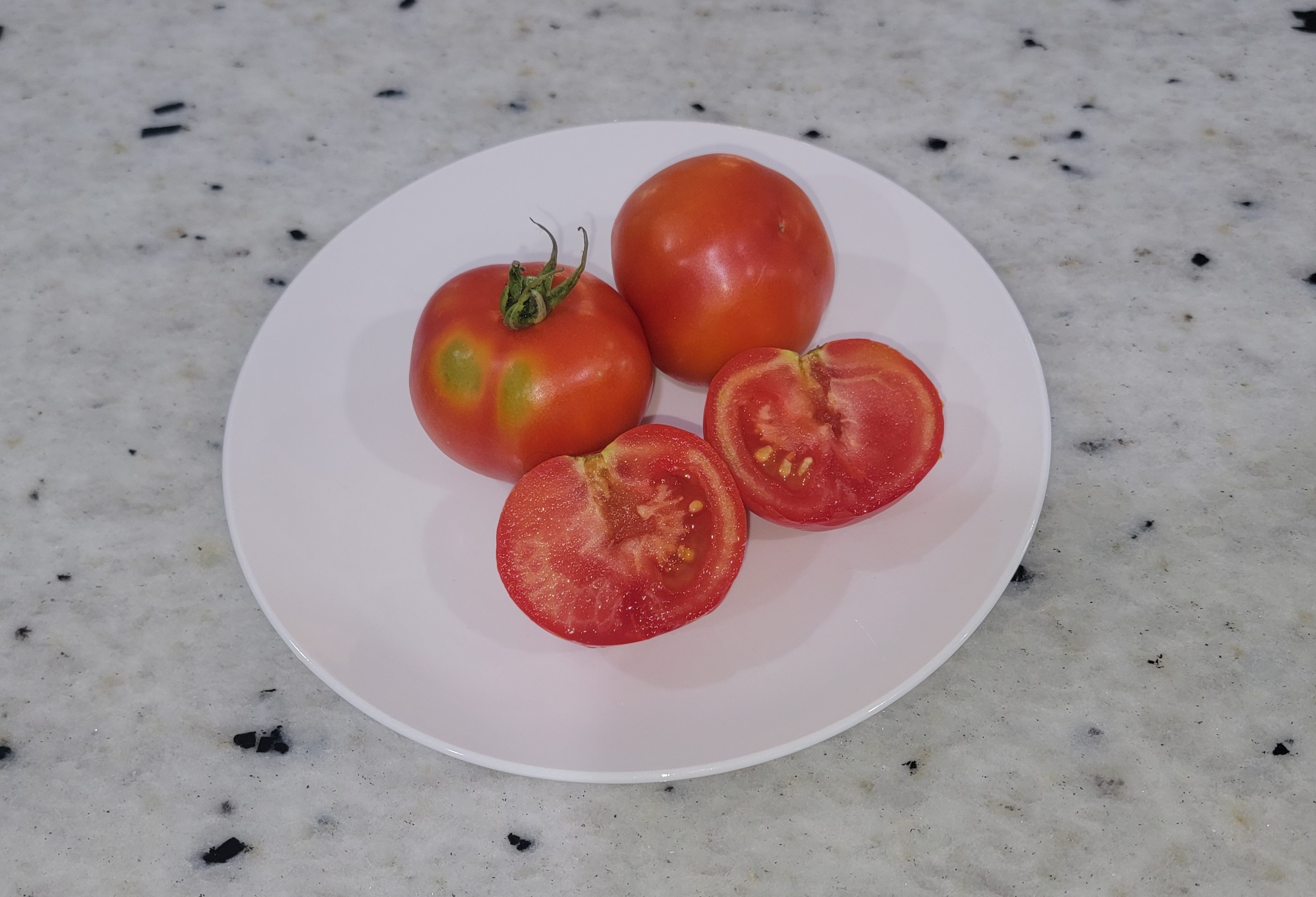 Splash of Cream Tomato (Variegated)
