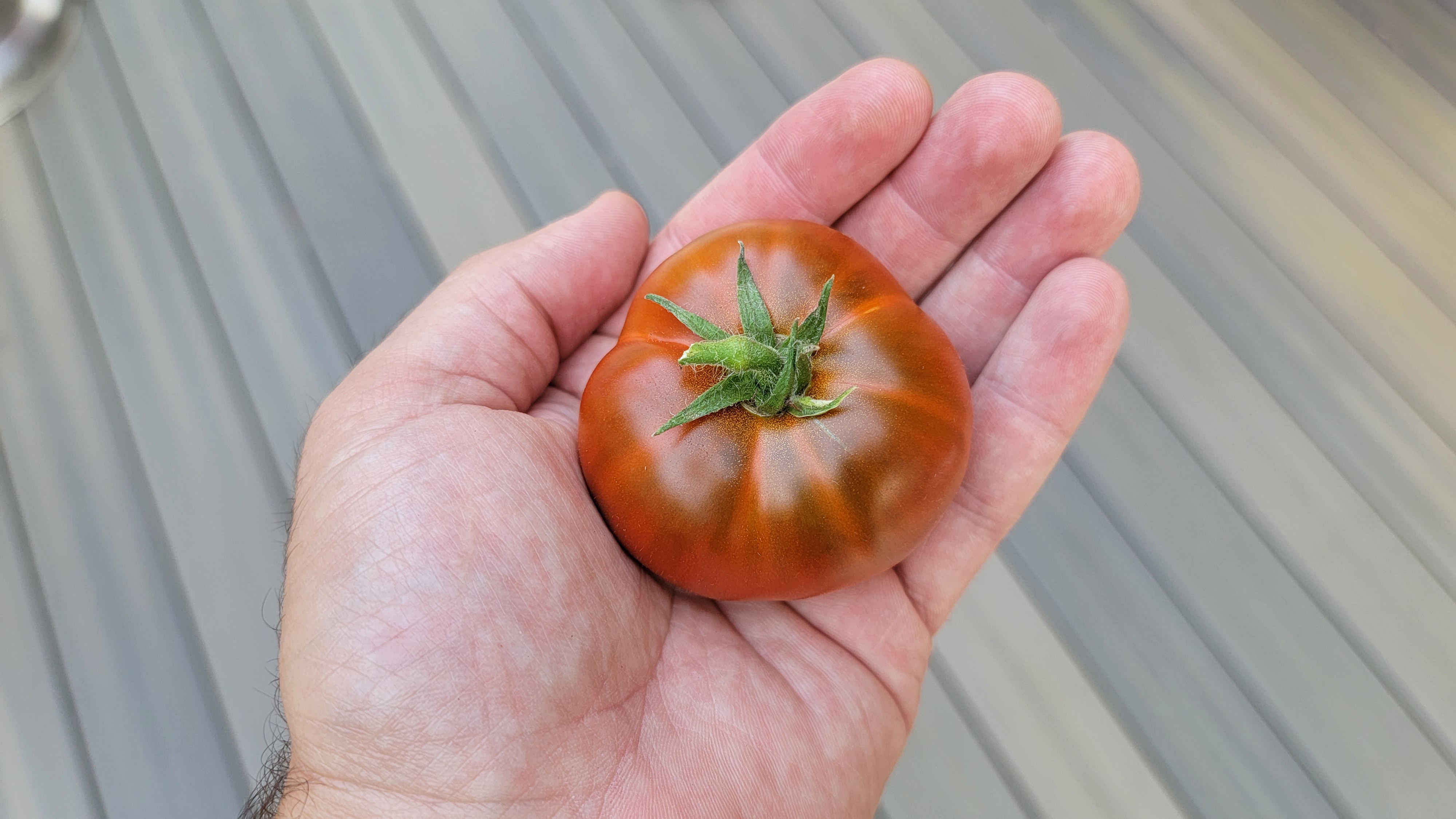 Tasmanian Chocolate Dwarf Tomato