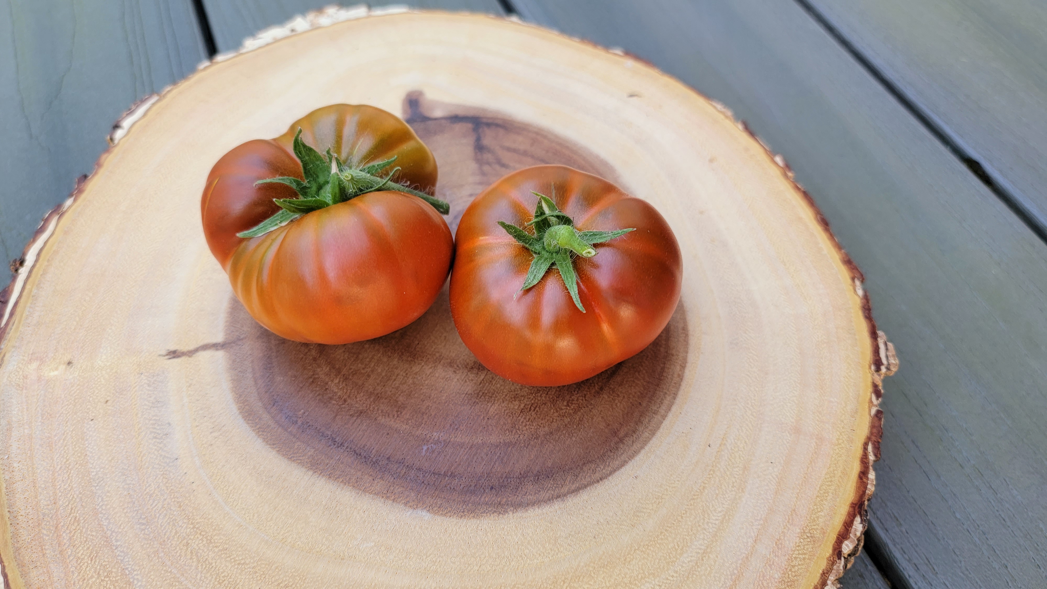 Tasmanian Chocolate Dwarf Tomato