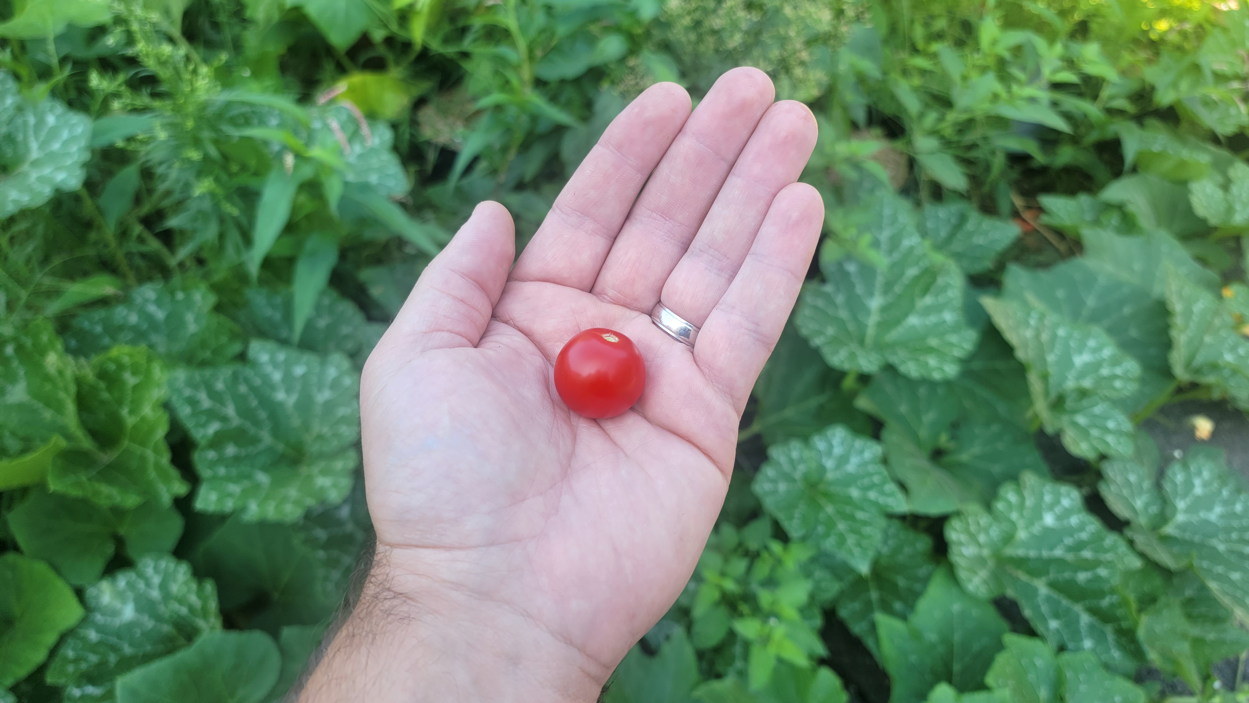 Tiny Tim Tomato