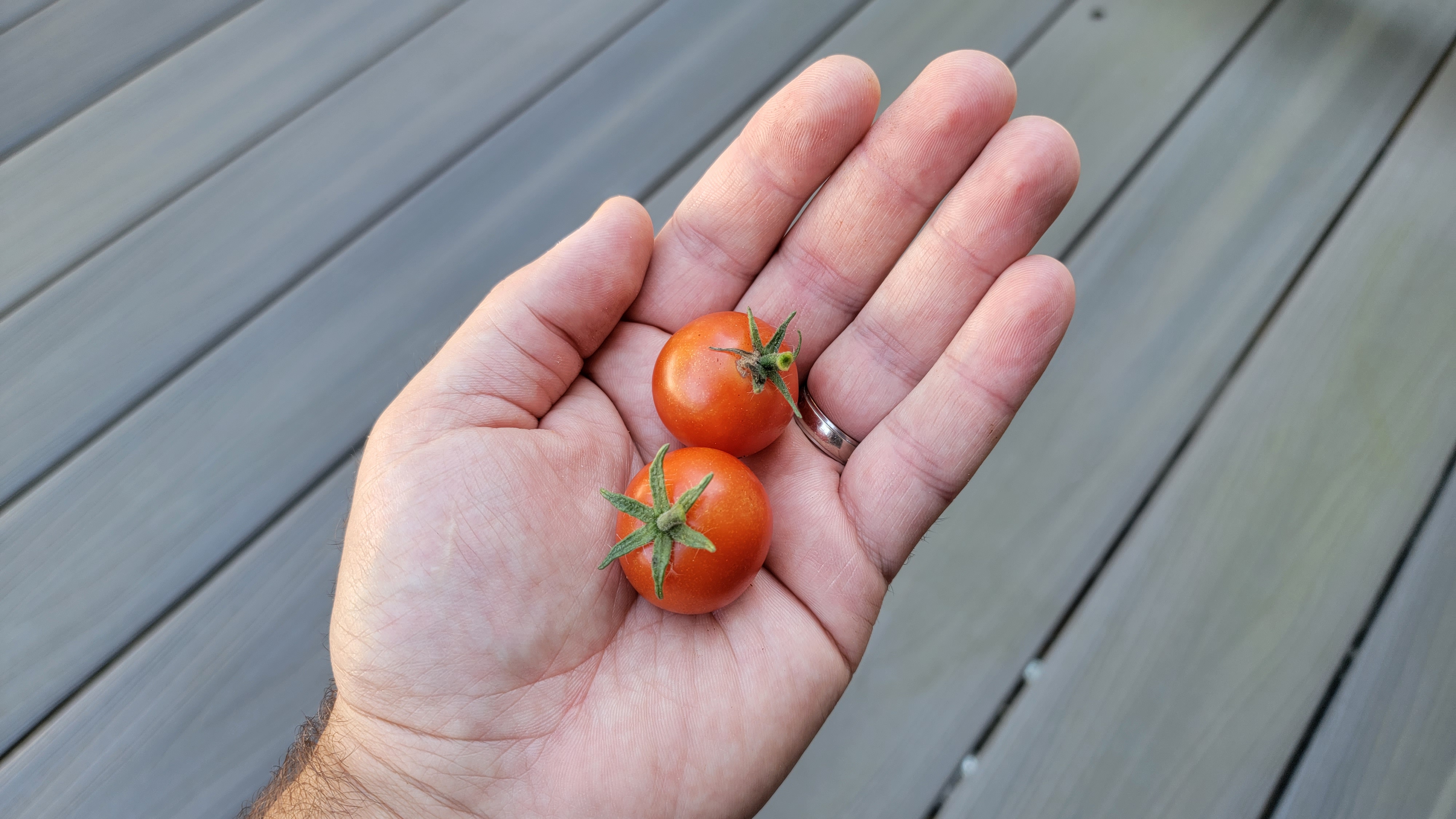 Tiny Tim Tomato