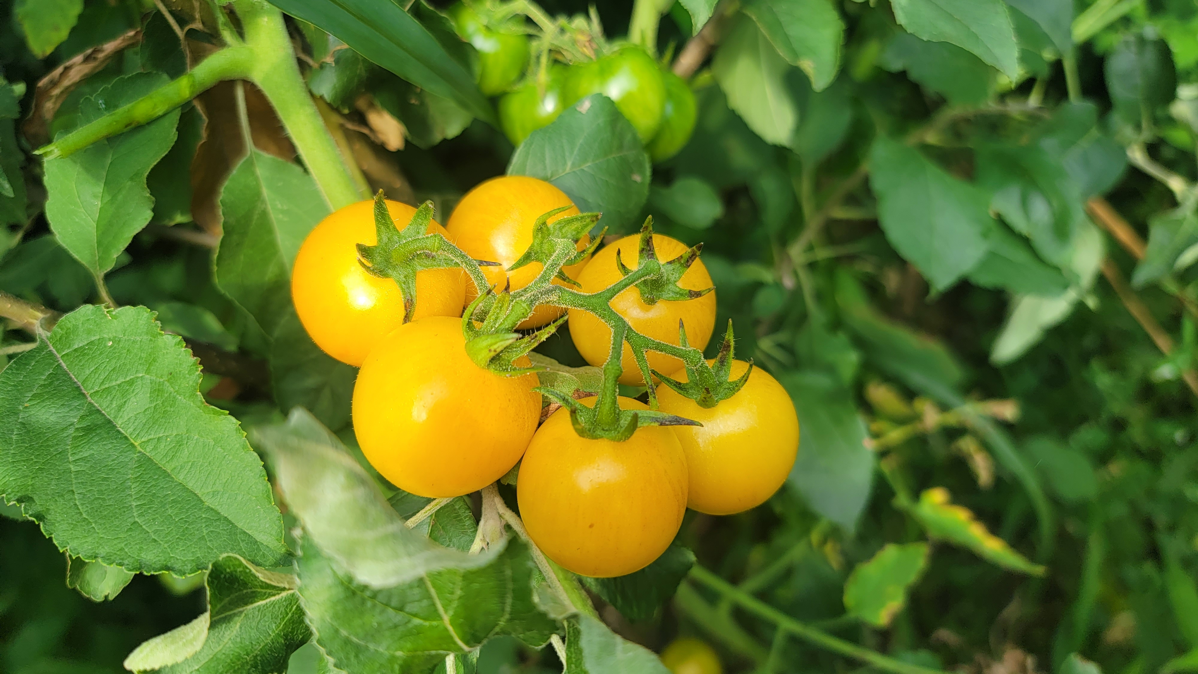 Tropical Sunset Tomato