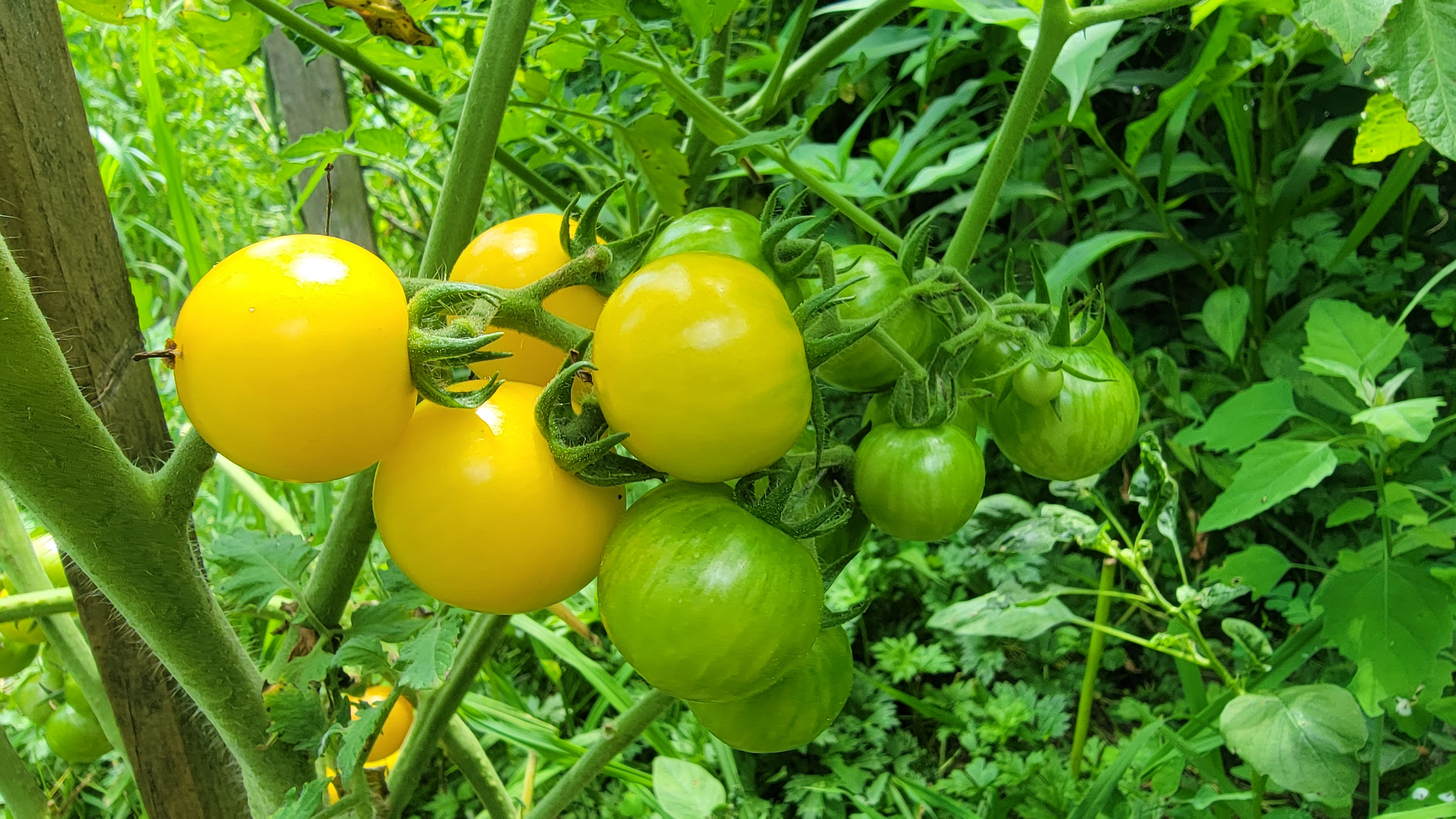 Tropical Sunset Tomato