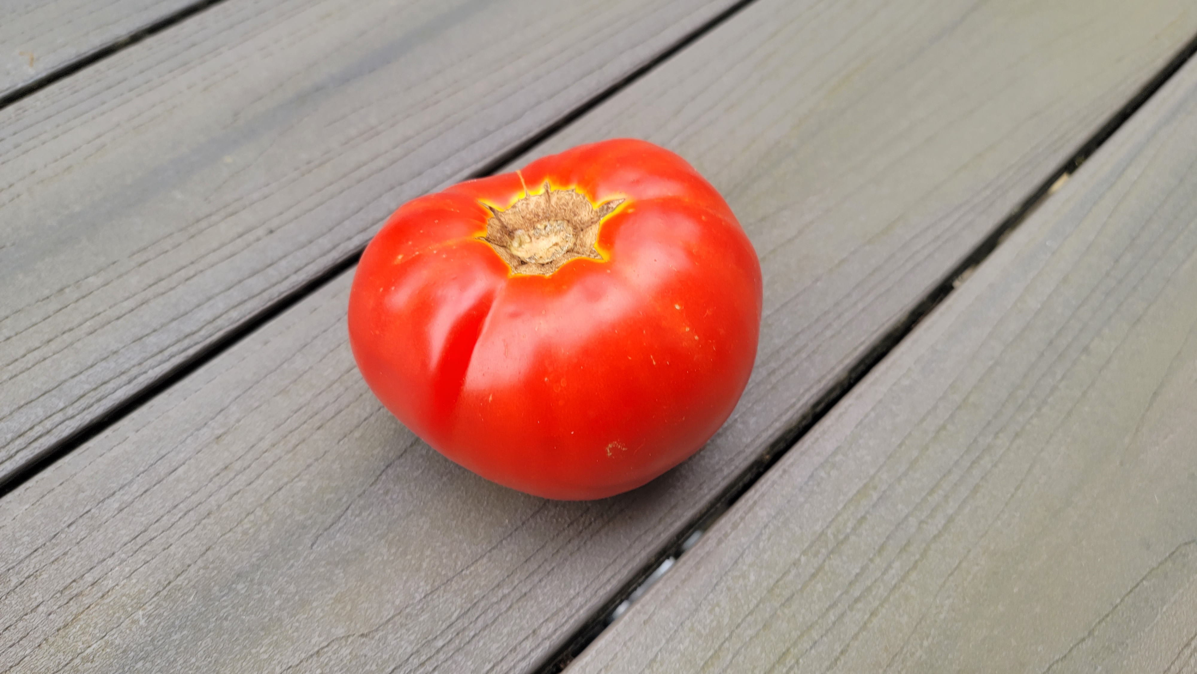 Ukrainian Giant Tomato