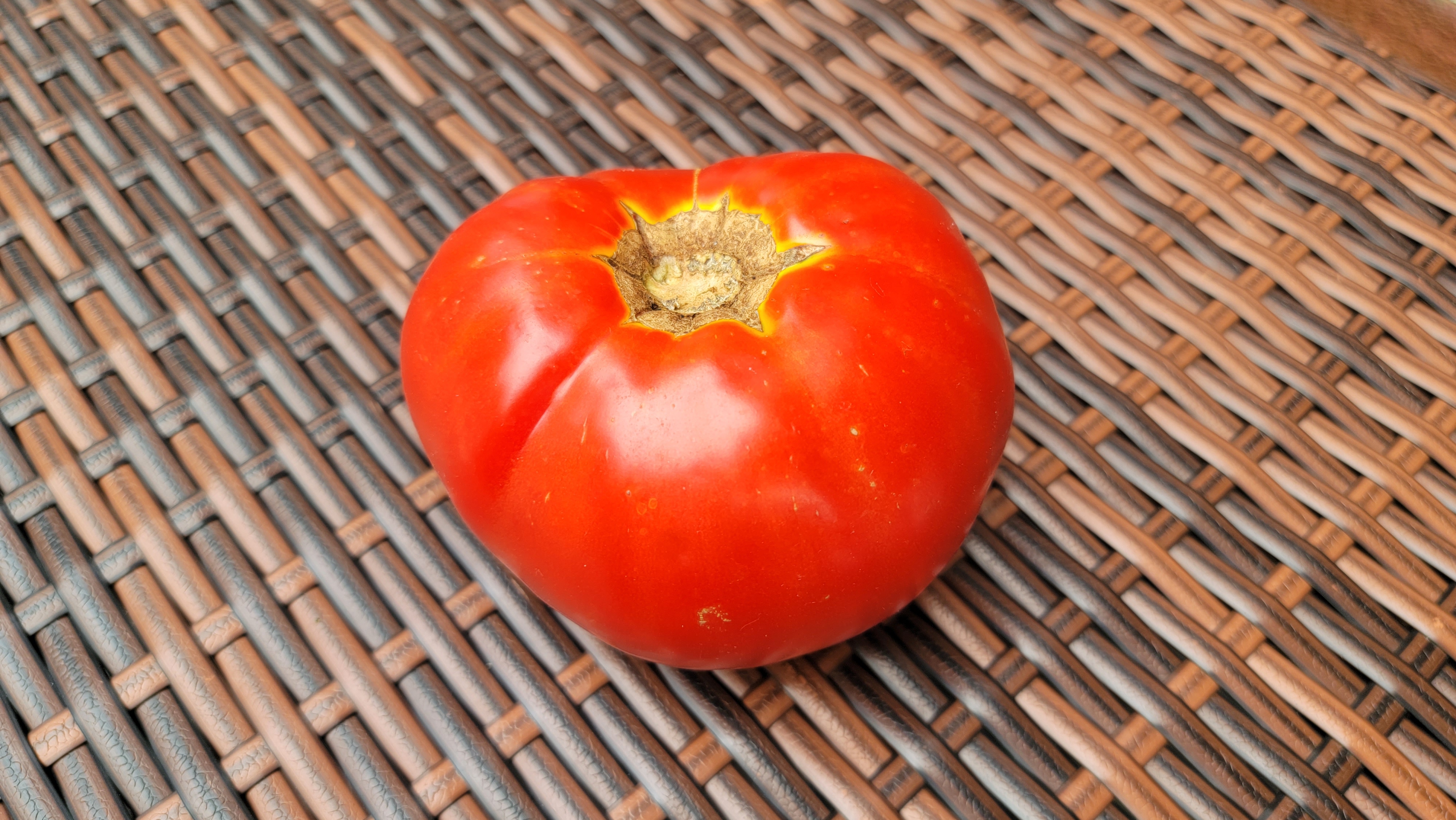 Ukrainian Giant Tomato