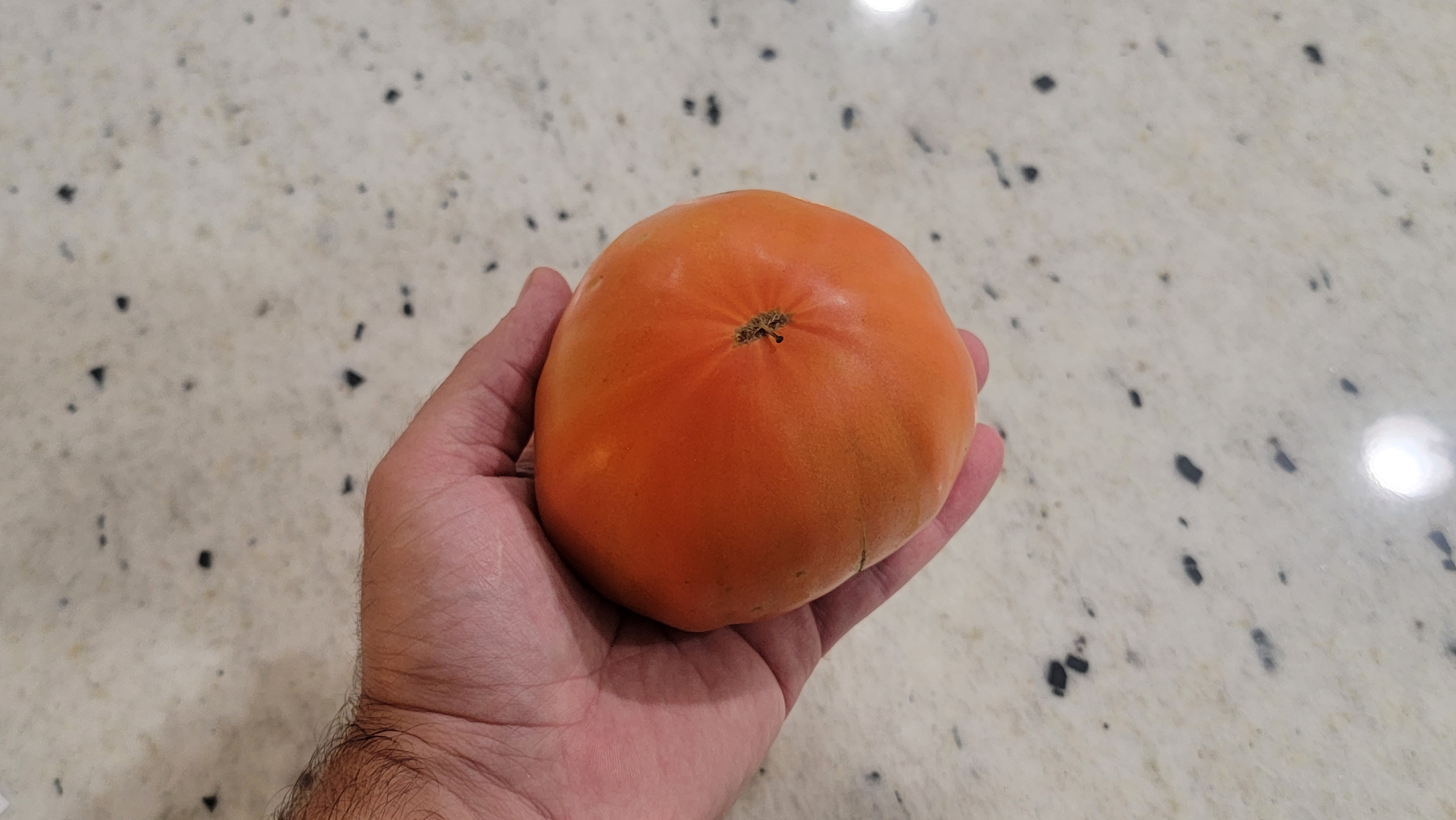 Ukrainian Giant Tomato