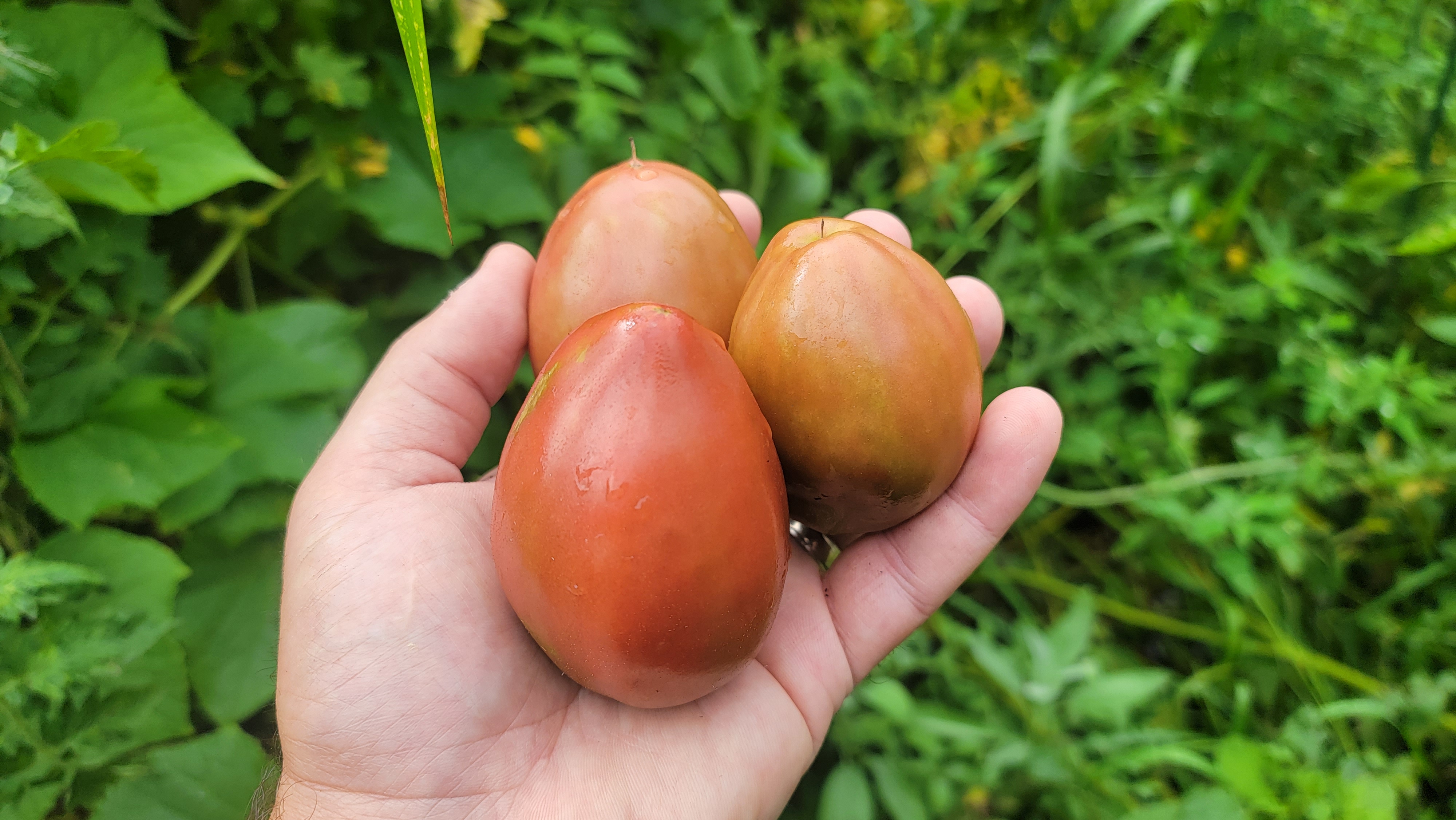 Ukrainian Purple Tomato