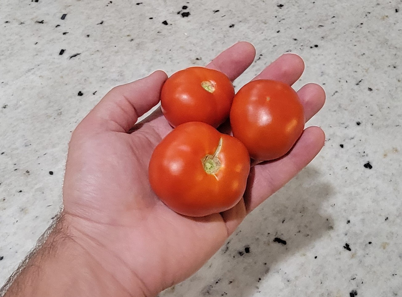 Yukon Quest Dwarf Tomato
