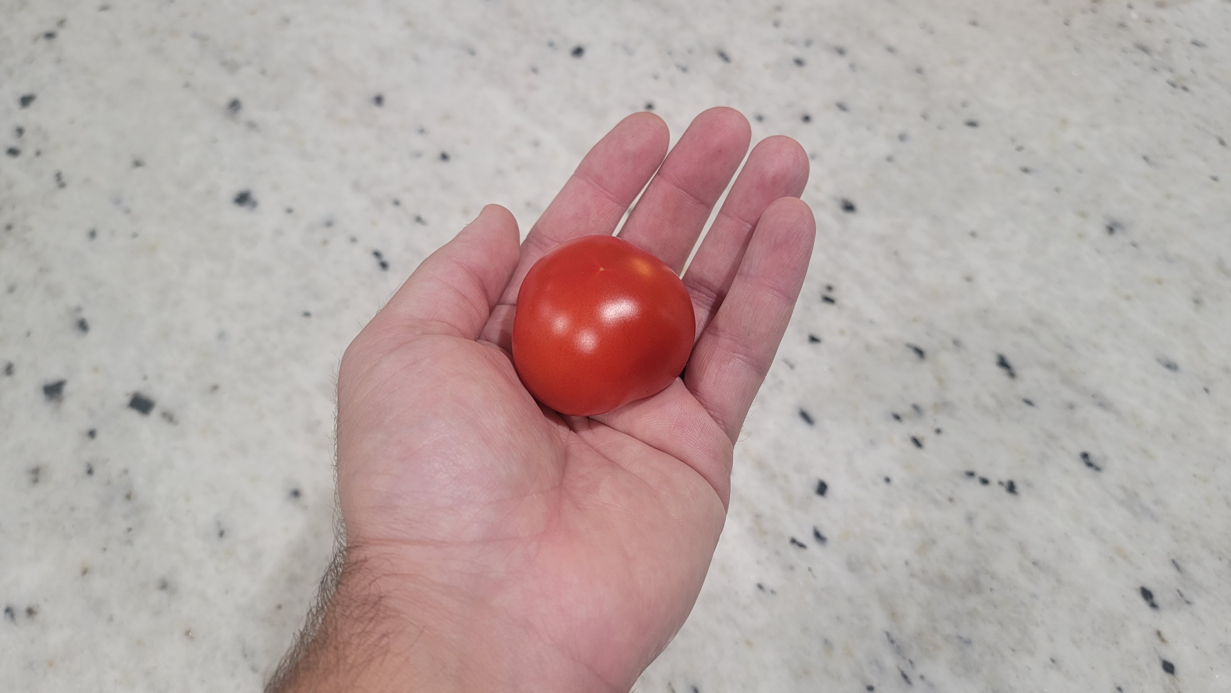 Yukon Quest Dwarf Tomato