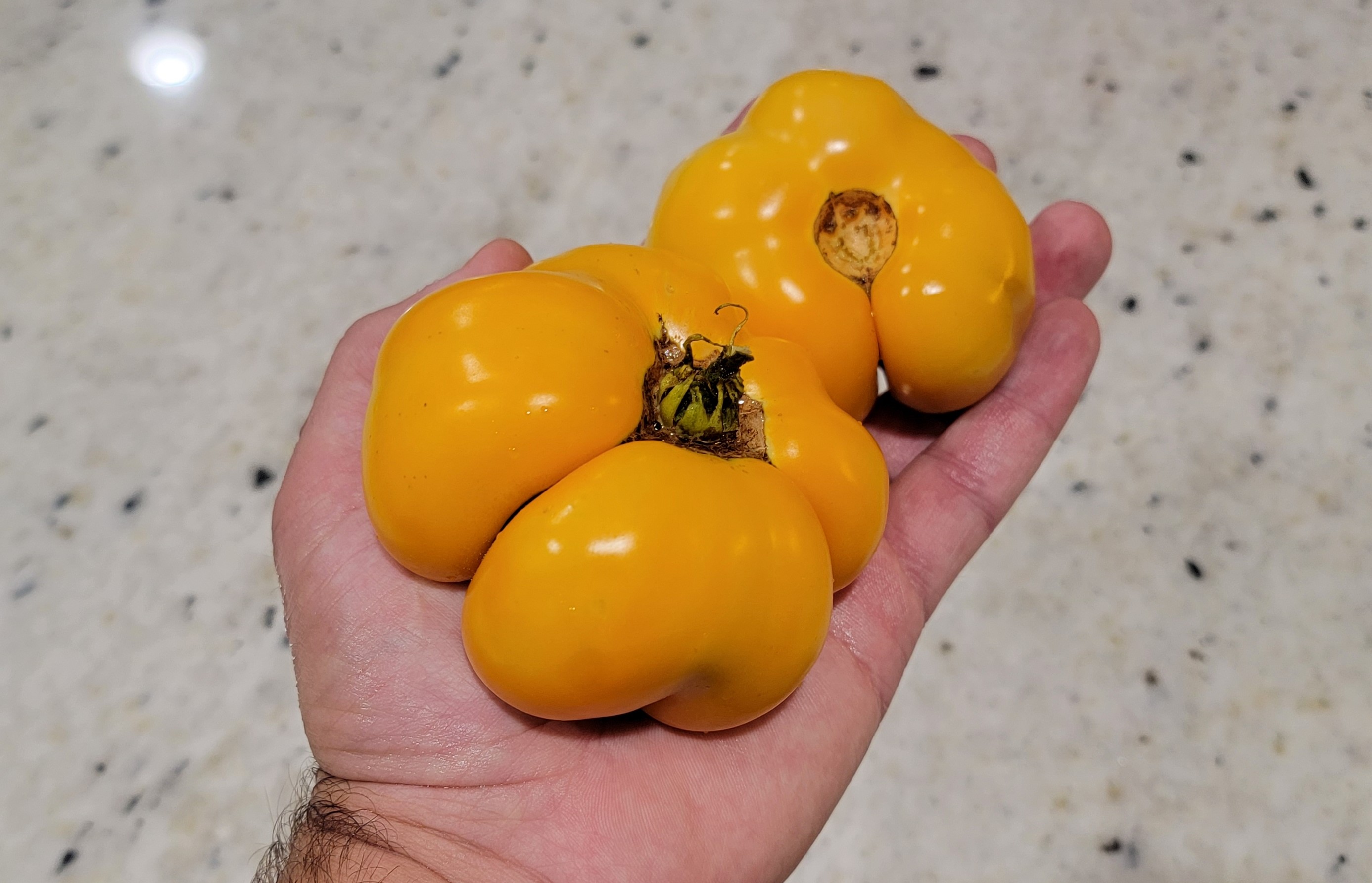 Zolotoy Bik (Golden Bull) Tomato