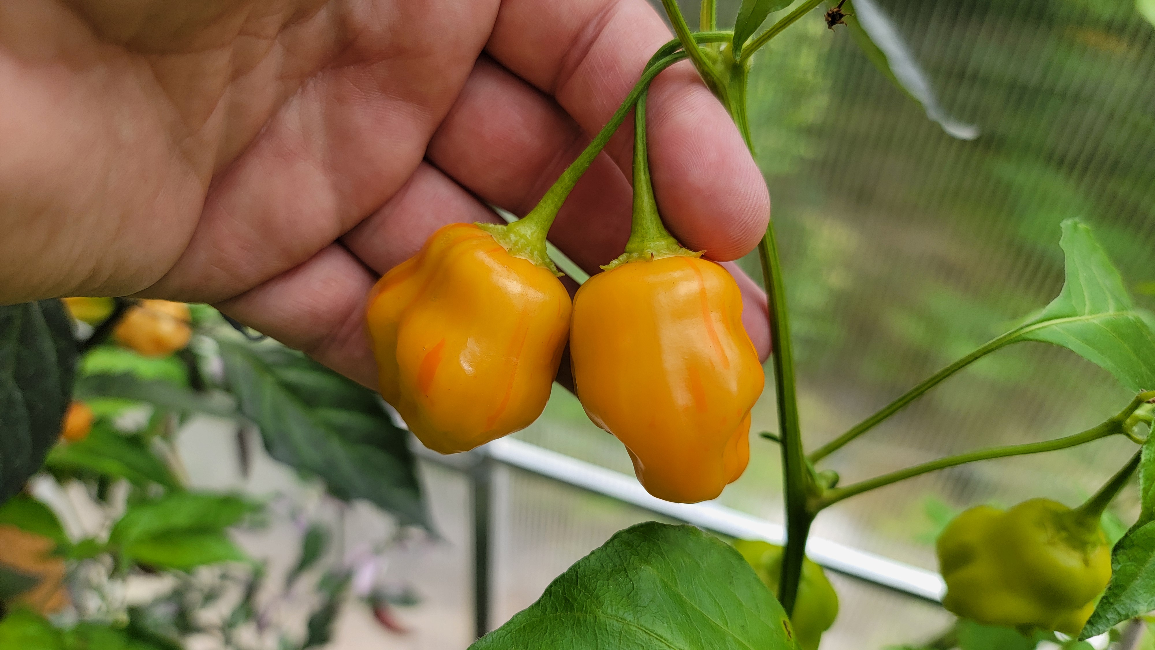 Zebrange