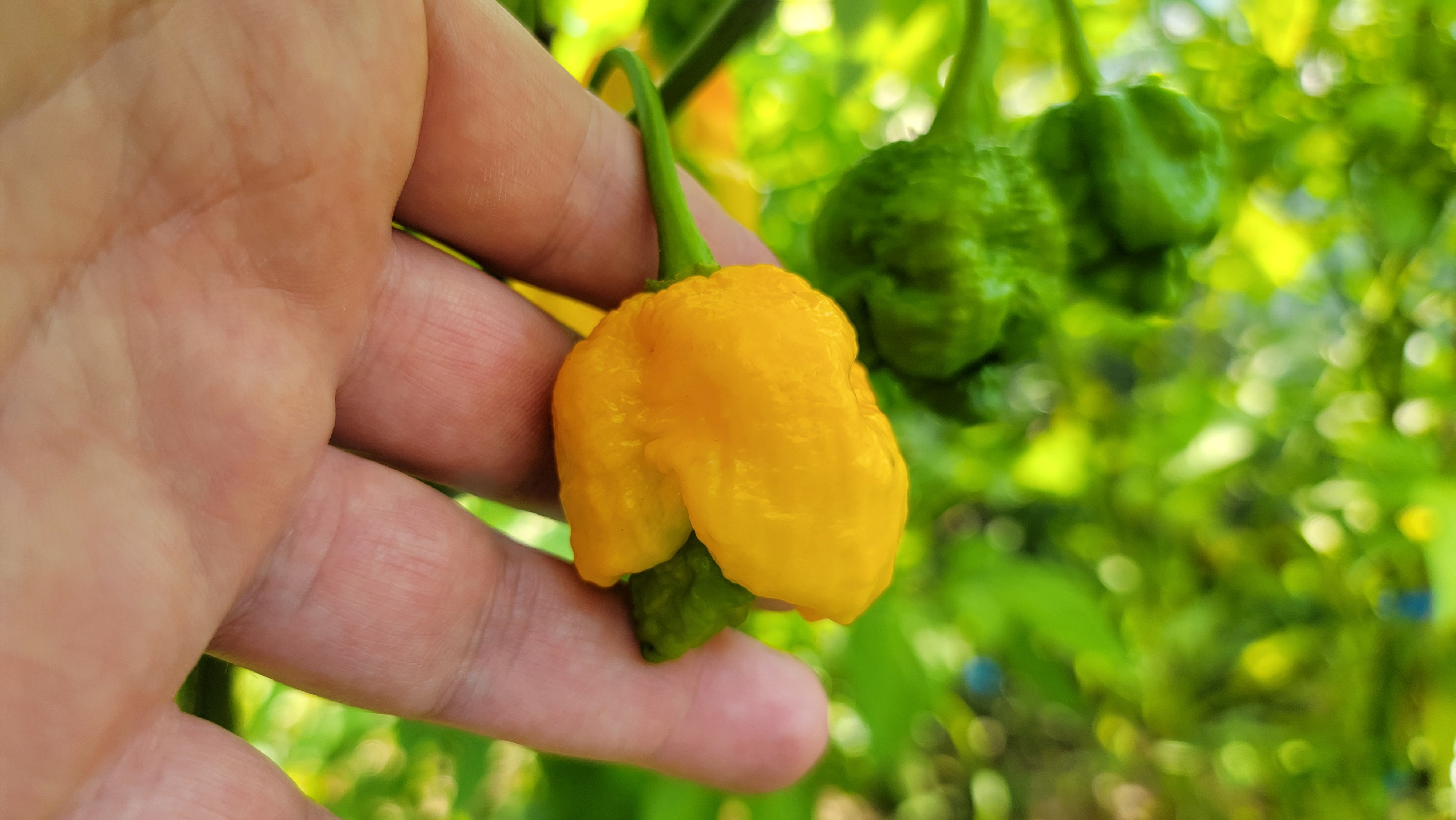 Scorpion Yellow