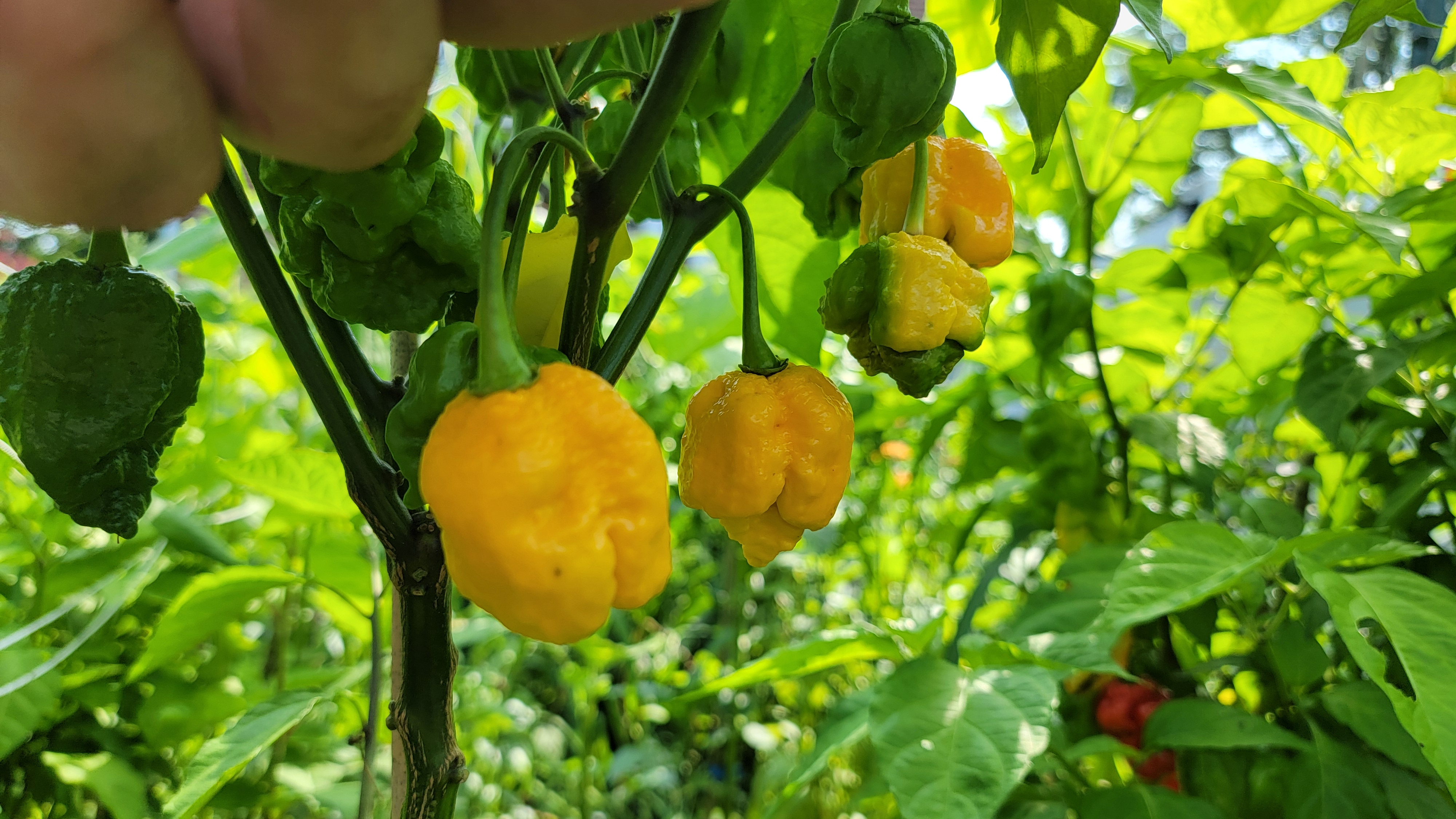 Scorpion Yellow