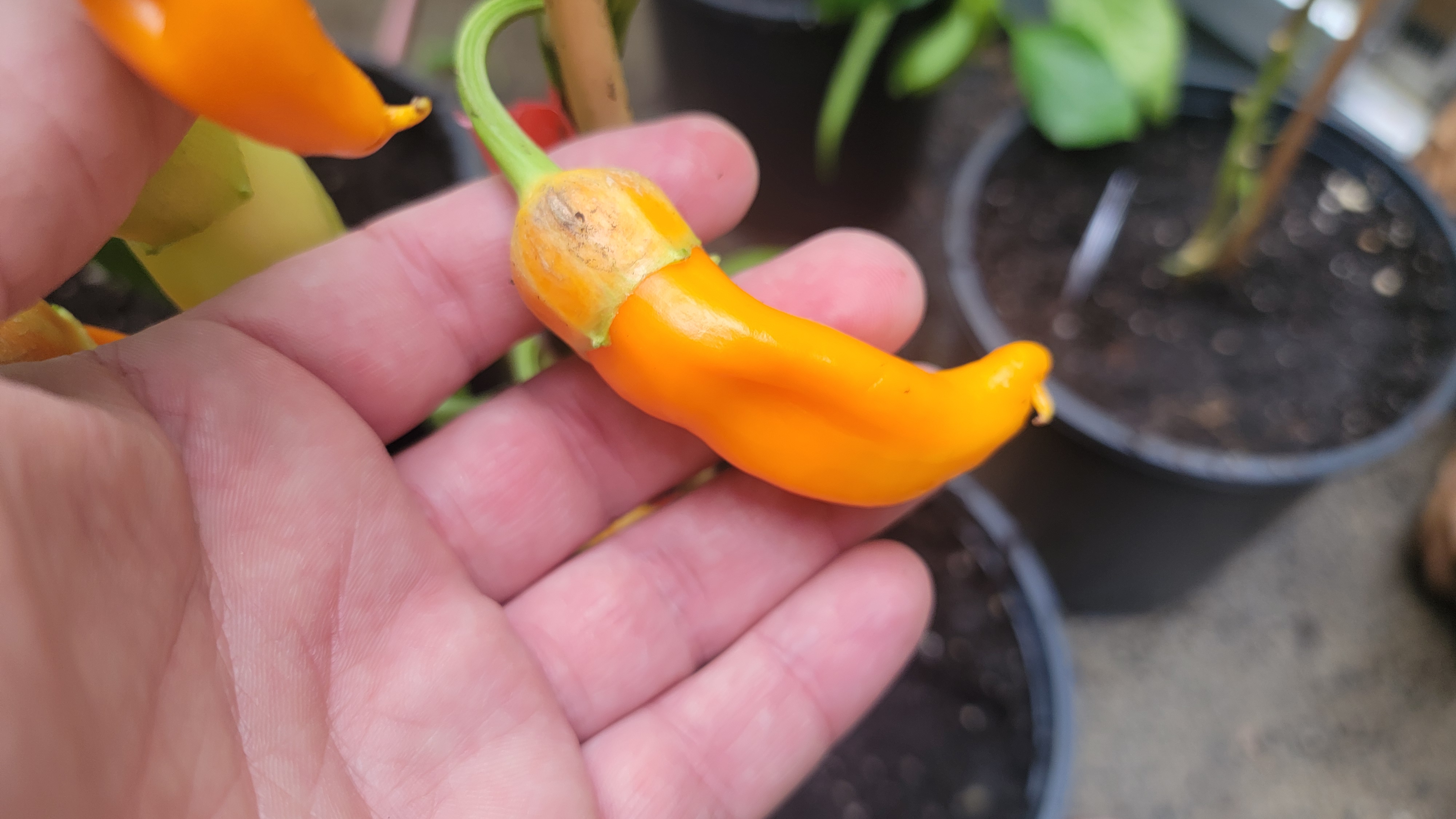 Sweet Italy Yellow x (BRW x Oda) Green Orange F3