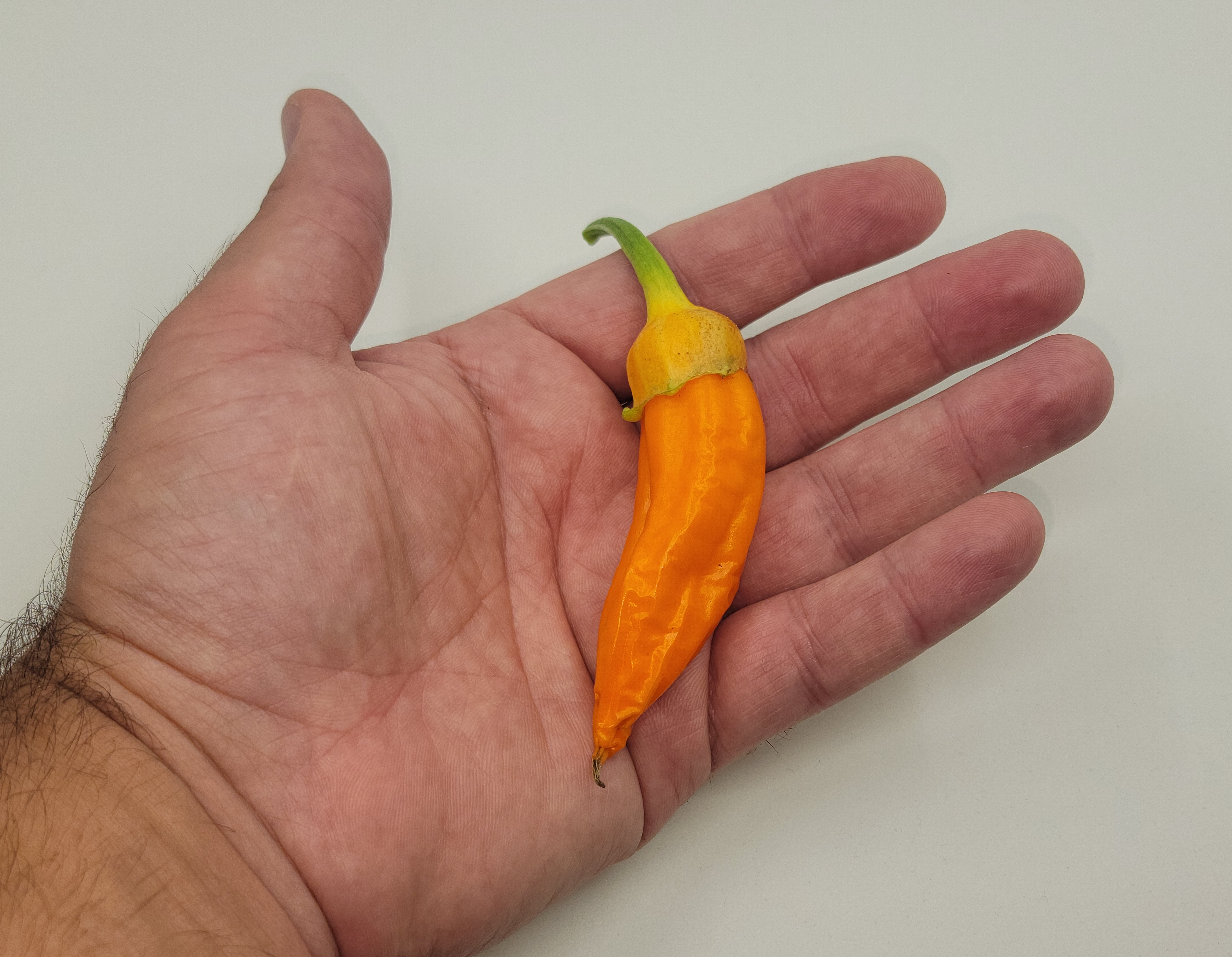 Sweet Italy Yellow x (BRW x Oda) Green Orange F3