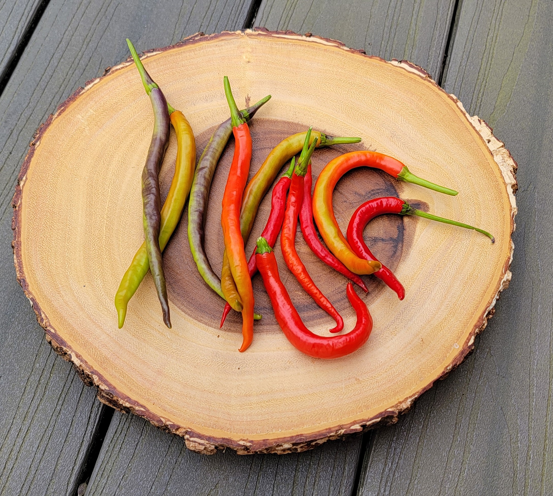 Translylvania Slim Jim