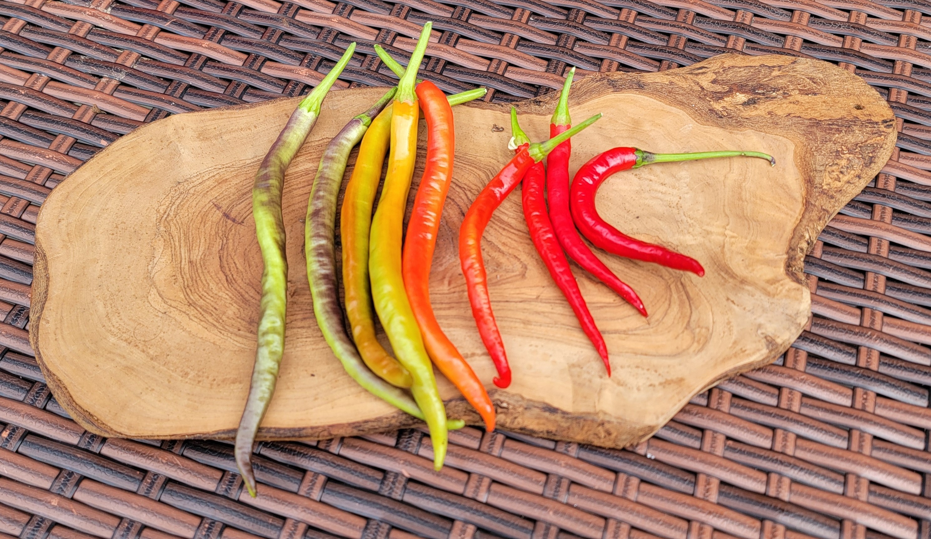 Translylvania Slim Jim