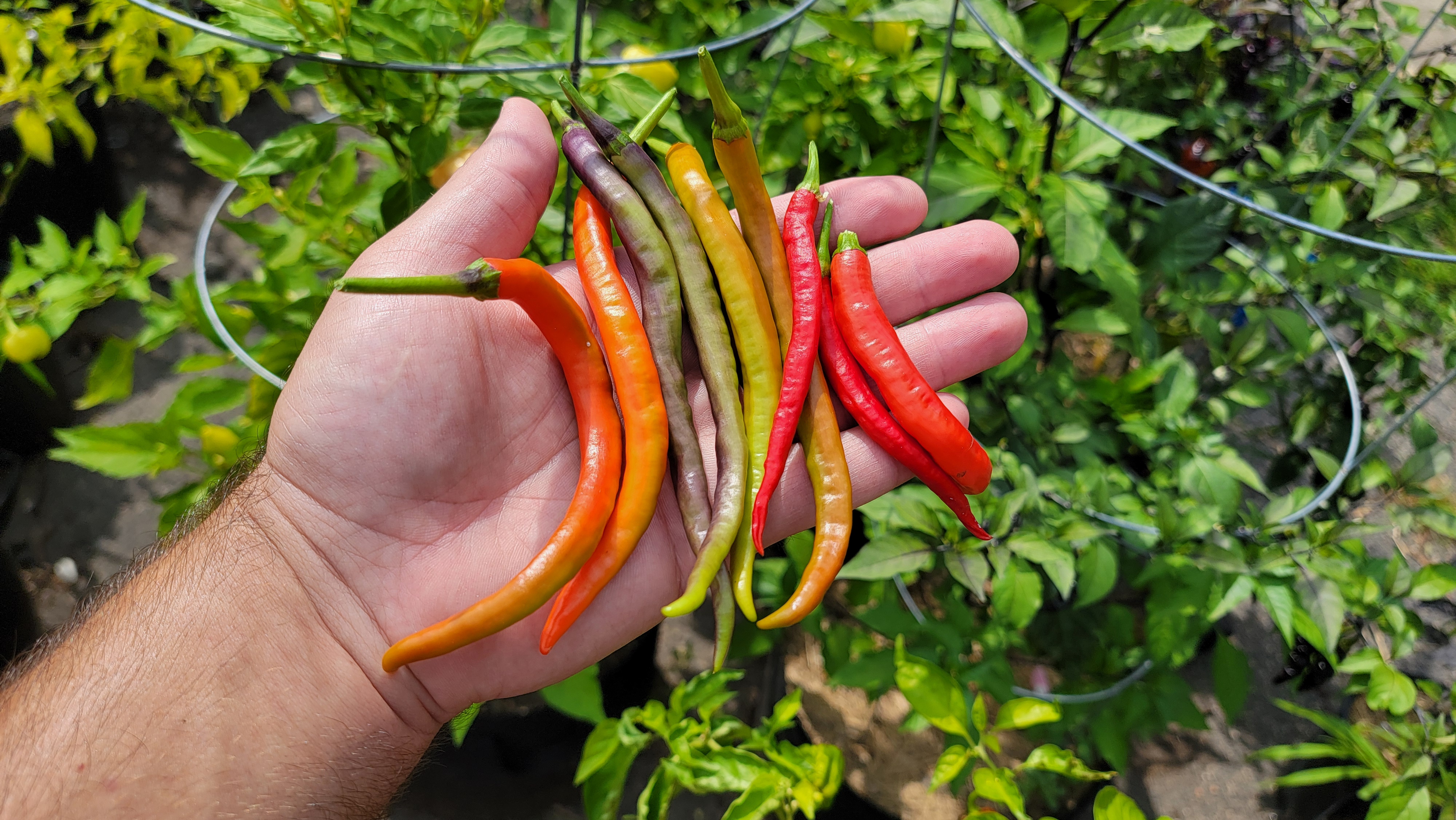 Translylvania Slim Jim