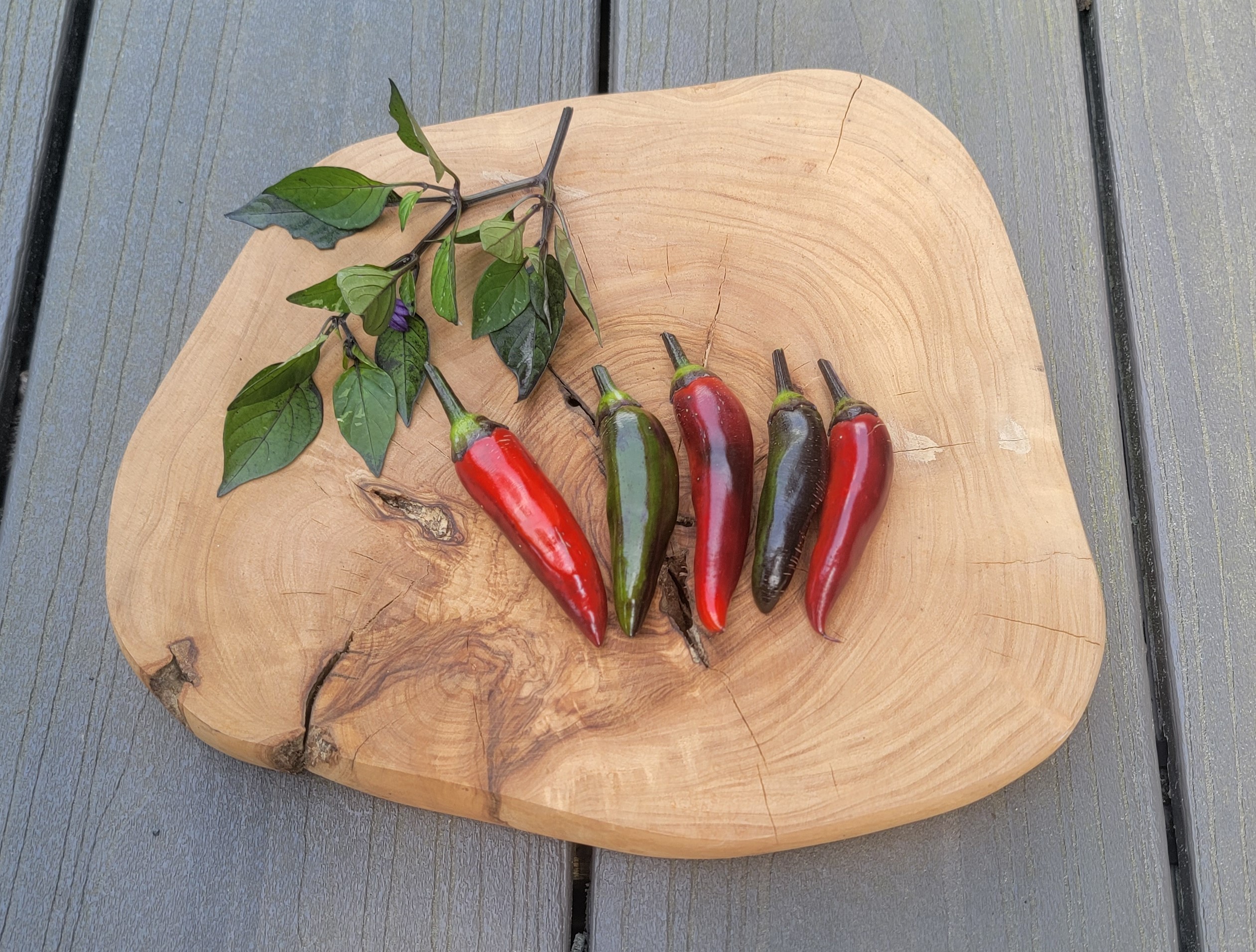 Tiger Jalapeno