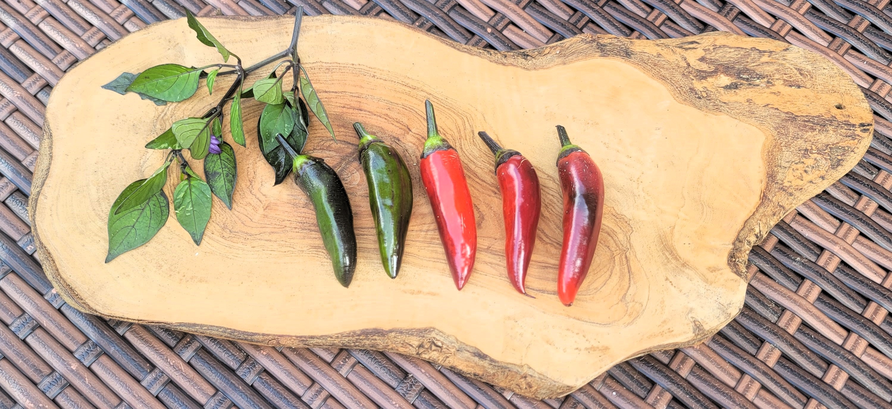 Tiger Jalapeno