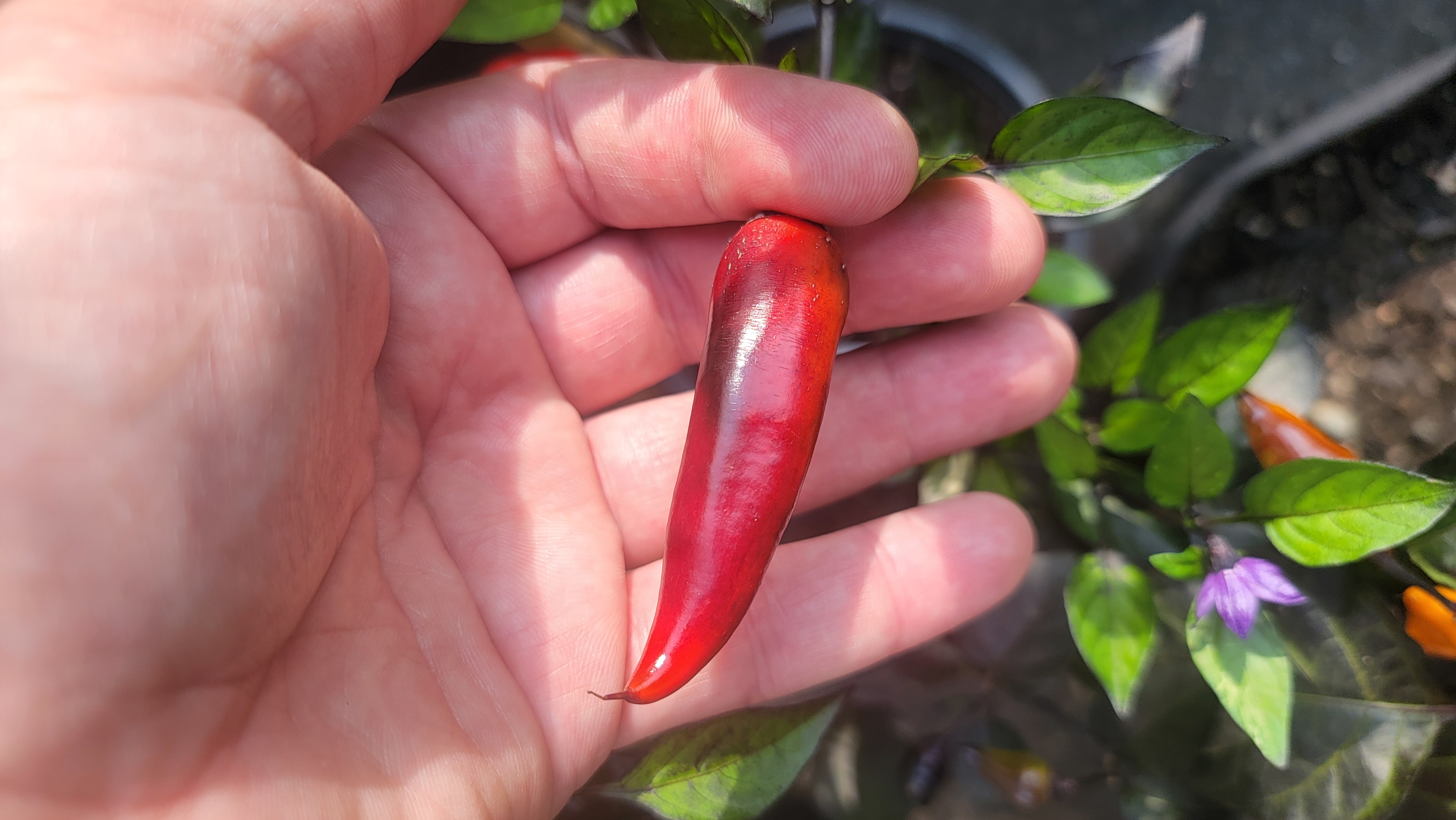 Tiger Jalapeno