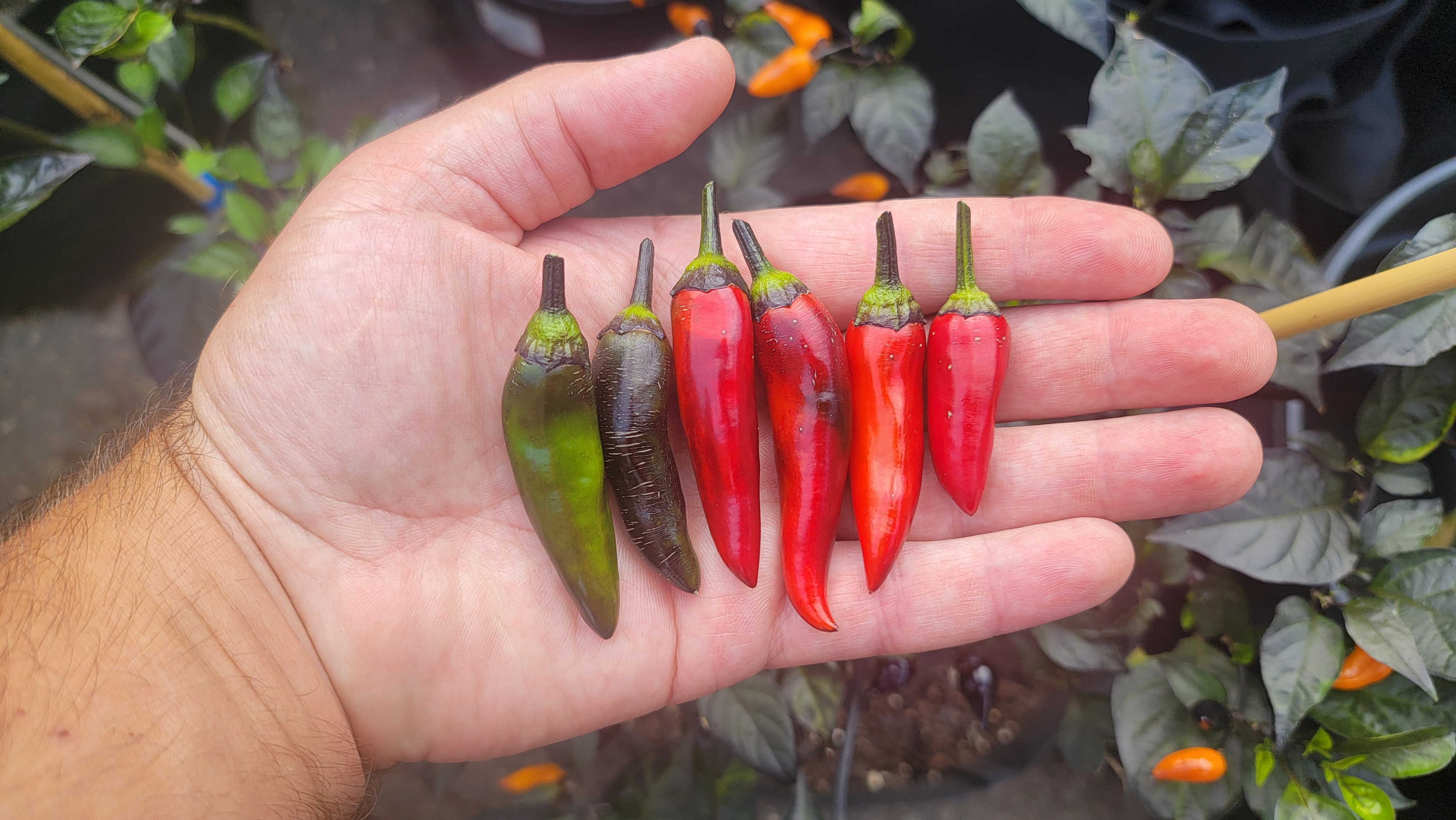 Tiger Jalapeno