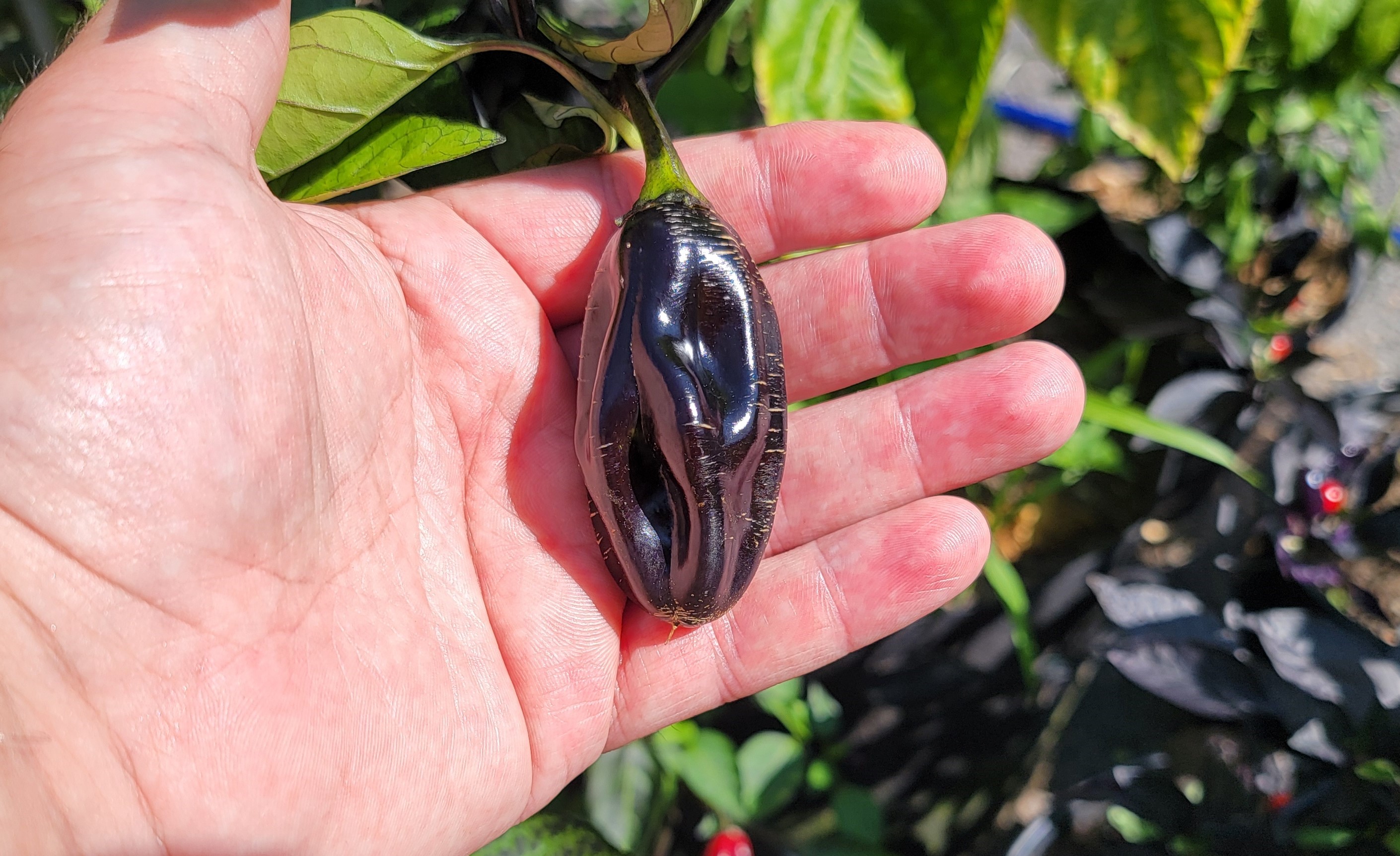 Big Black Jalapeno