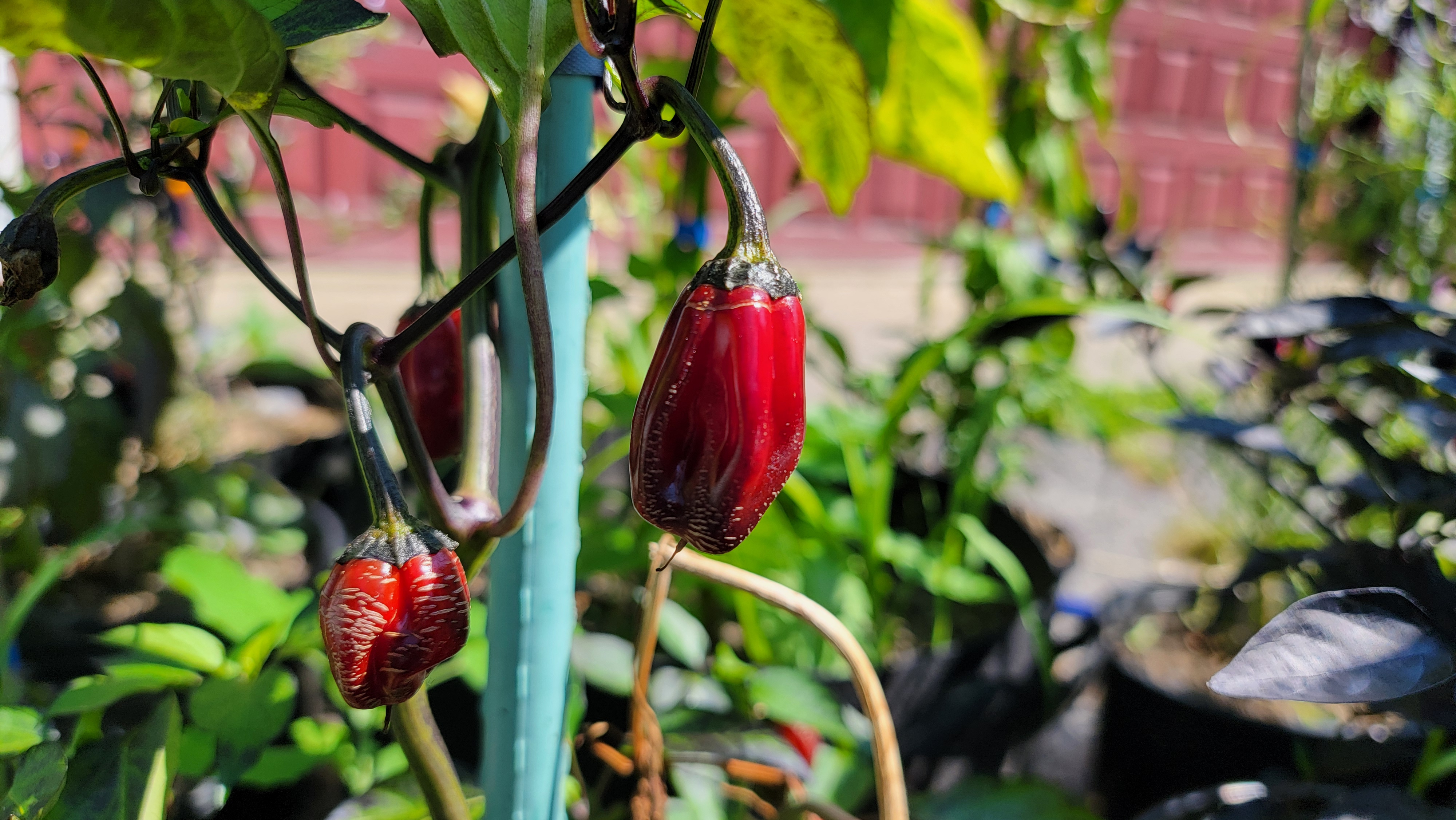 Big Black Jalapeno