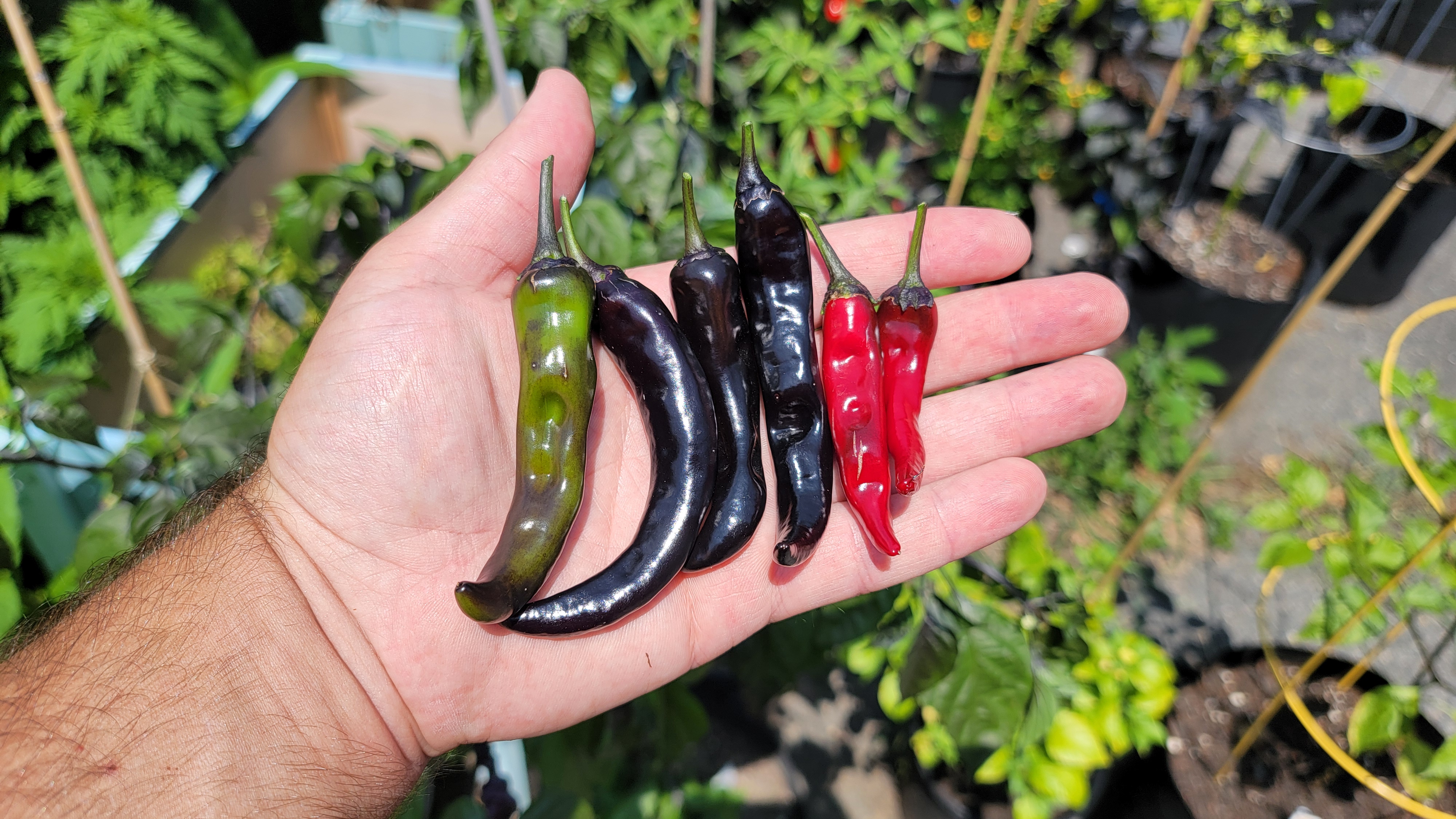 Black Thai