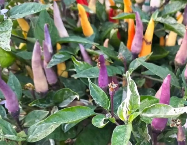 Red Jala P.F. Green Variegated