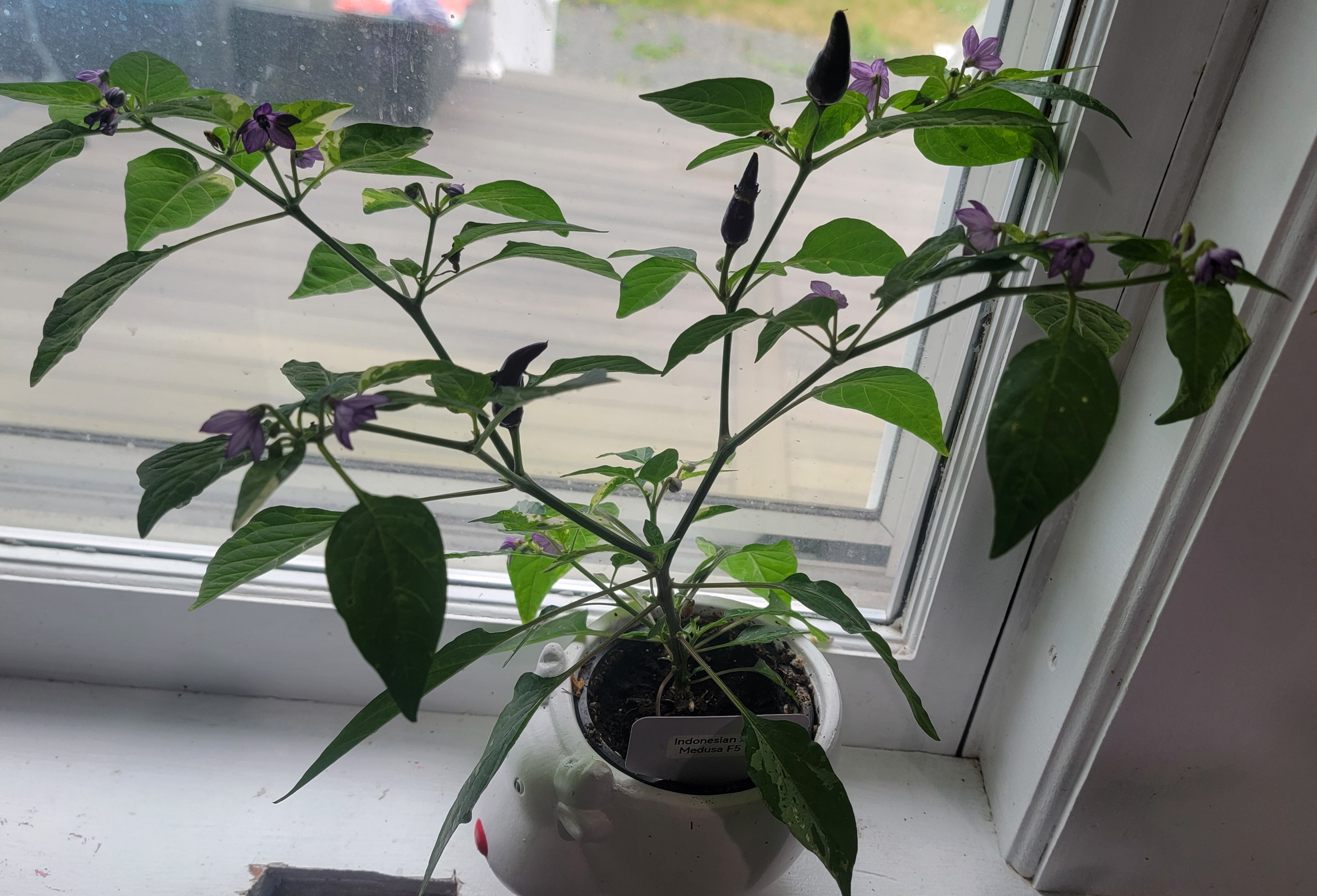 Indonesian x Medusa F6