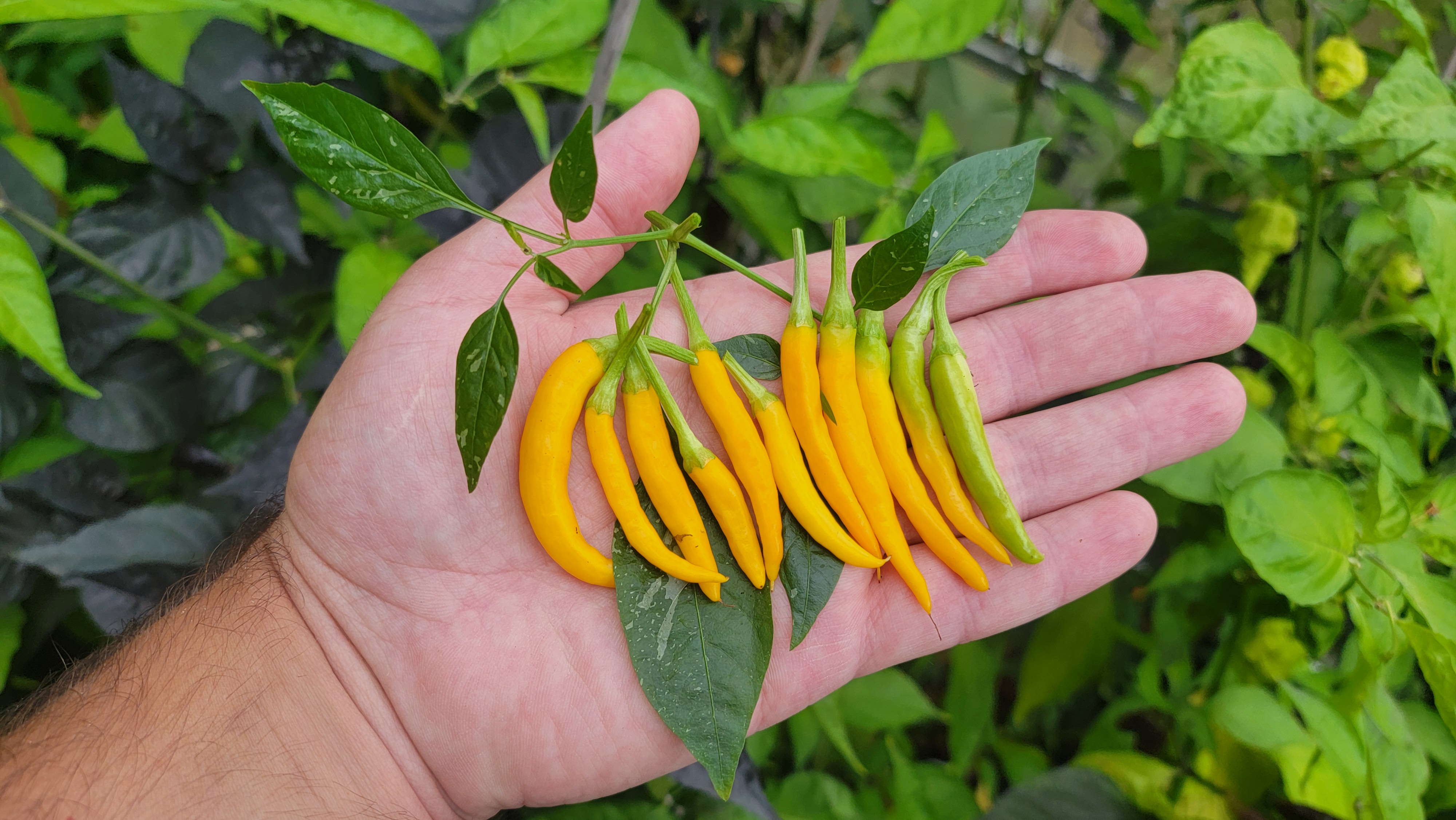 Dreamcatcher x Maya Sunrise F6