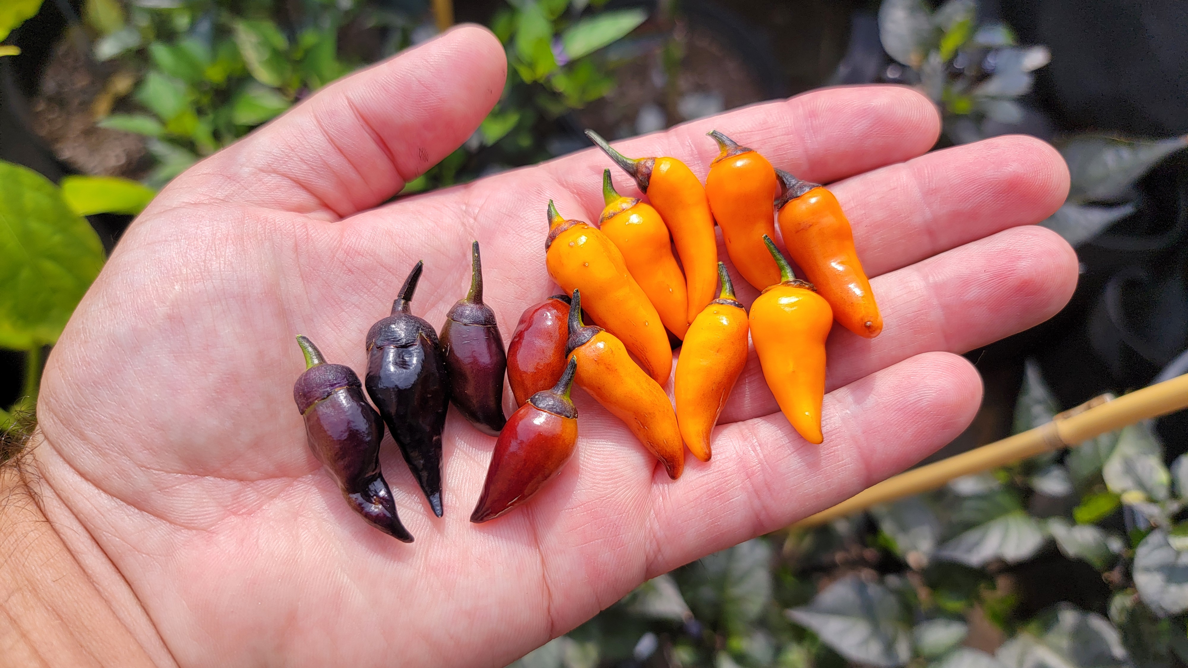 Naga Colt BBG Red x BBG7 Orange F3