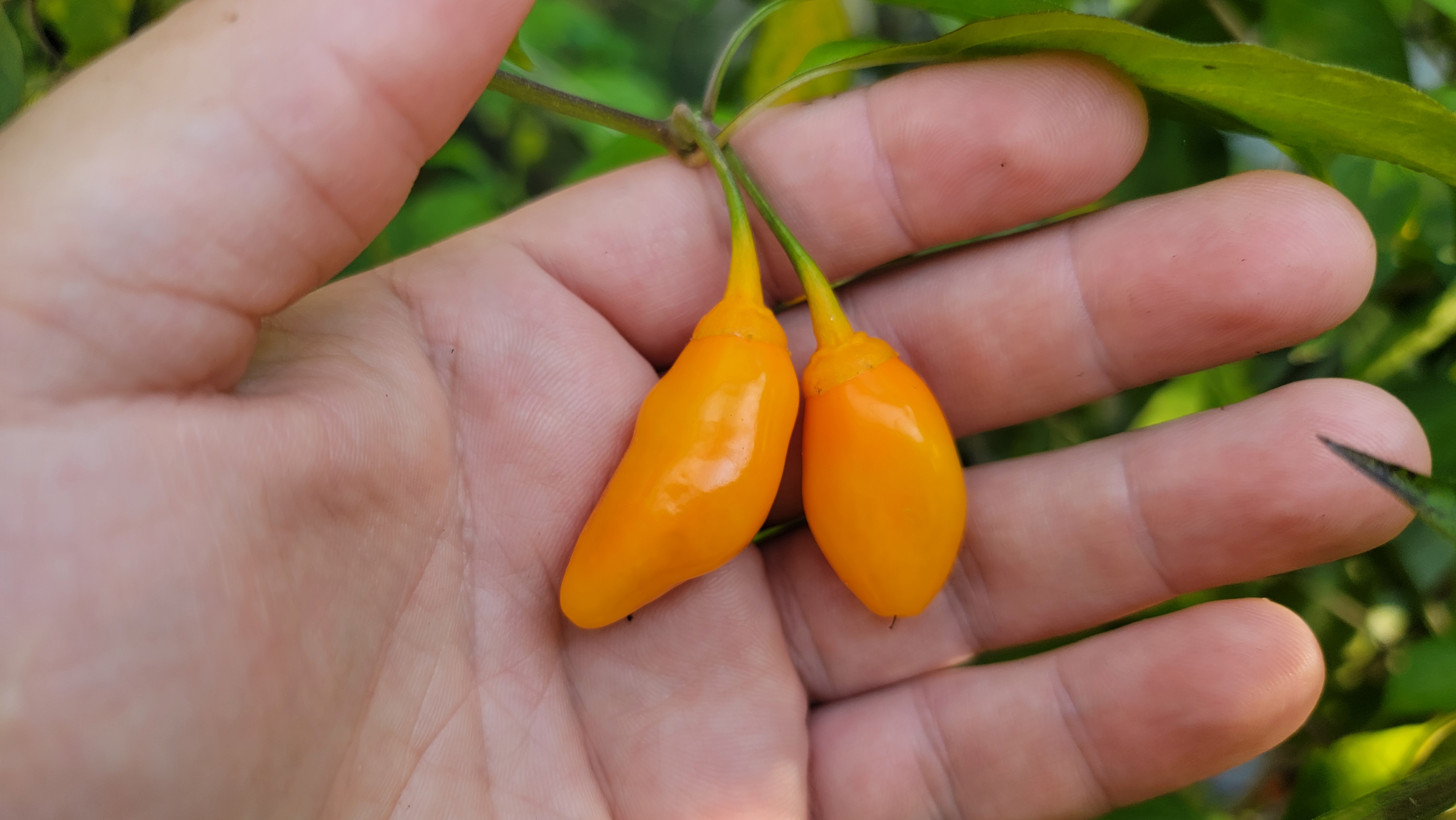 BBG7 Orange Tiger F3