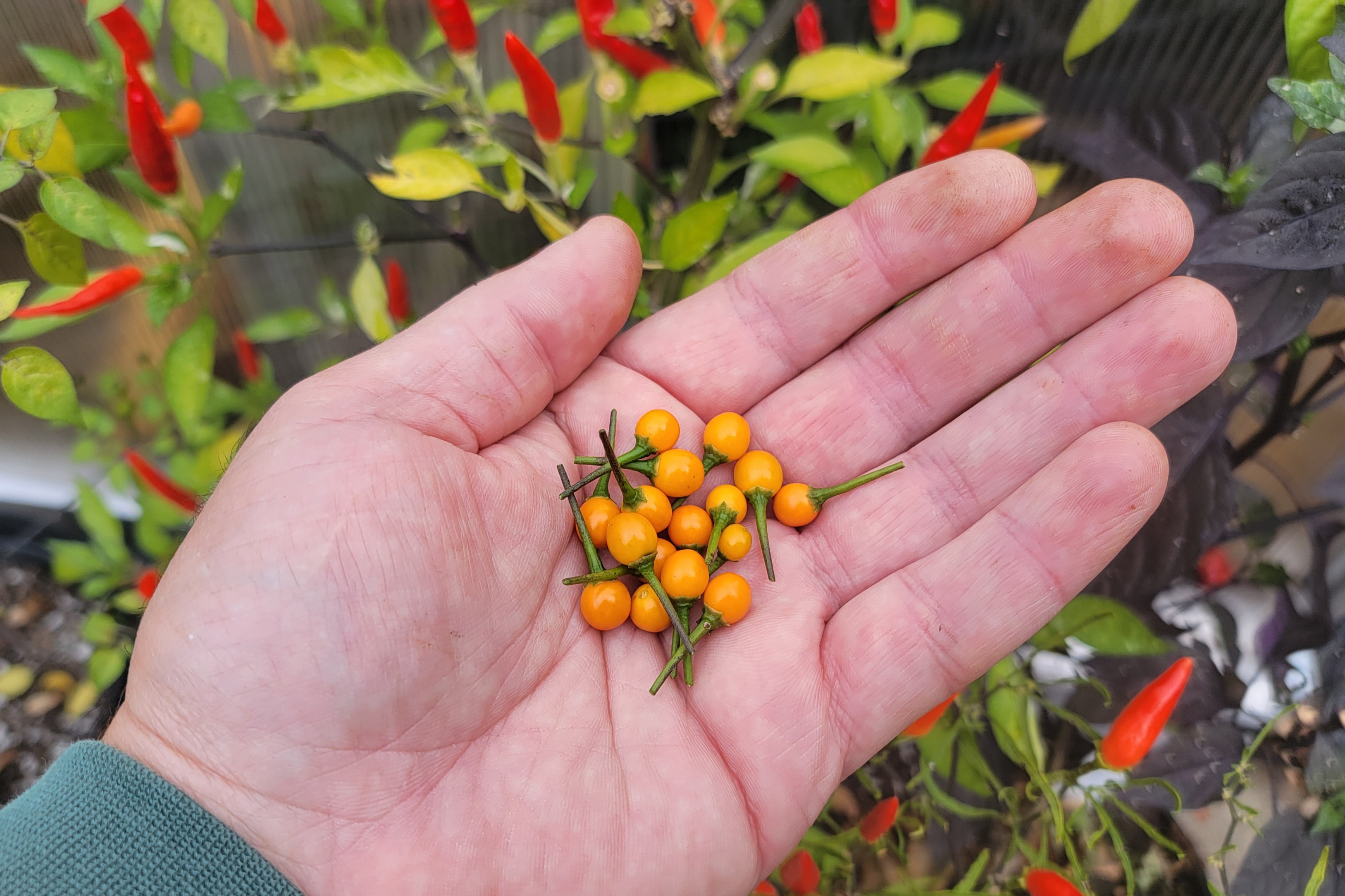 Chiltepin Amarillo