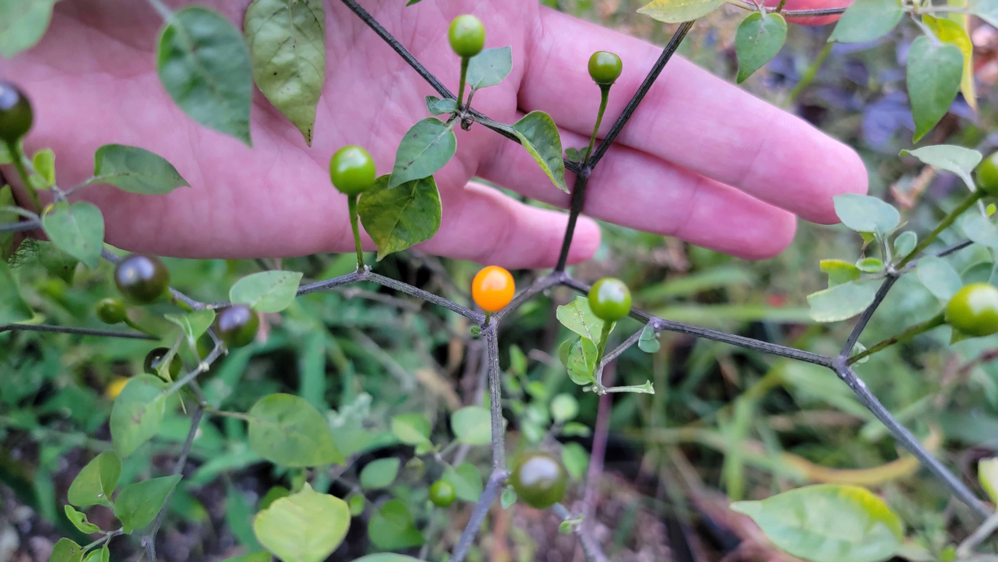 Chiltepin Amarillo