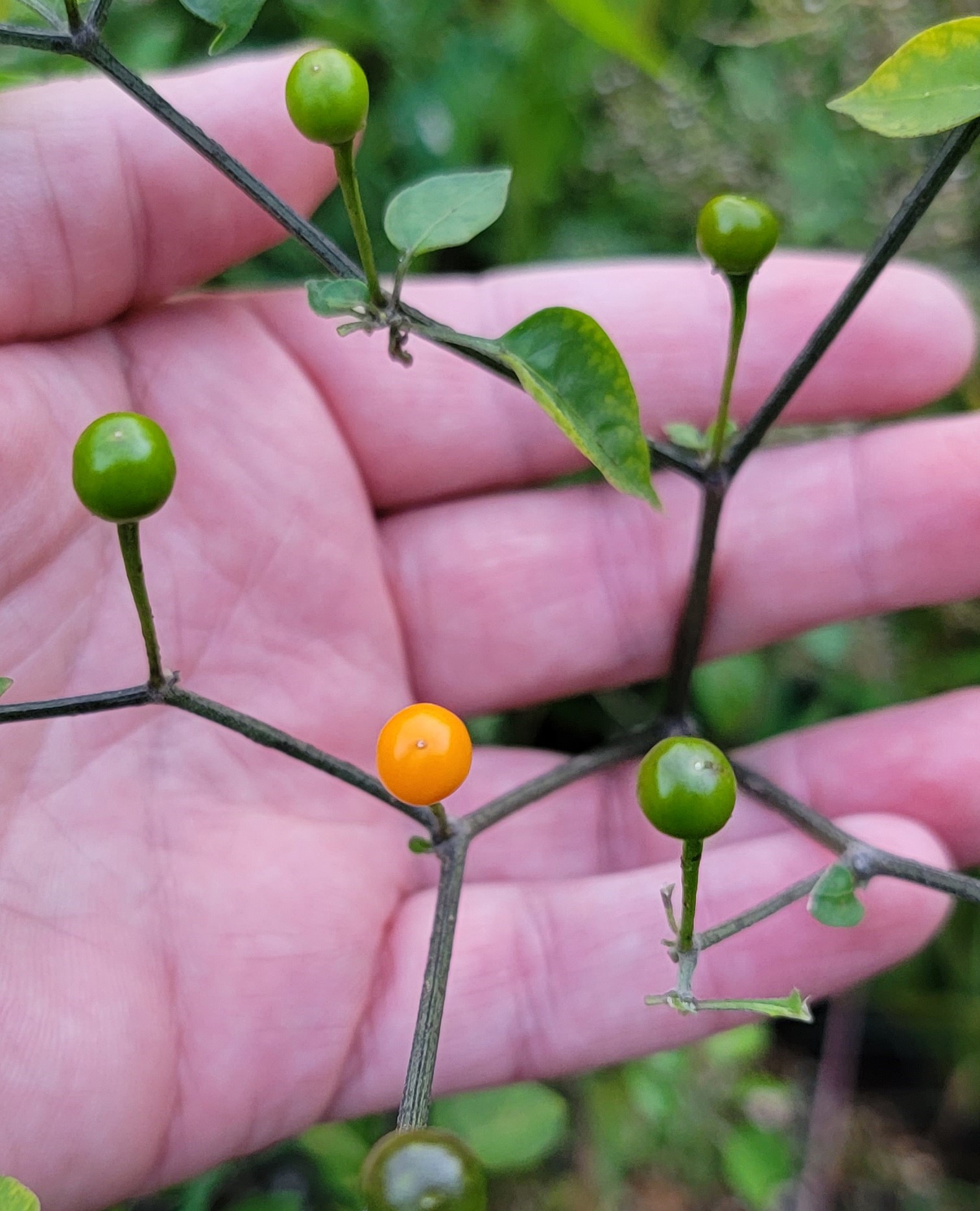 Chiltepin Amarillo