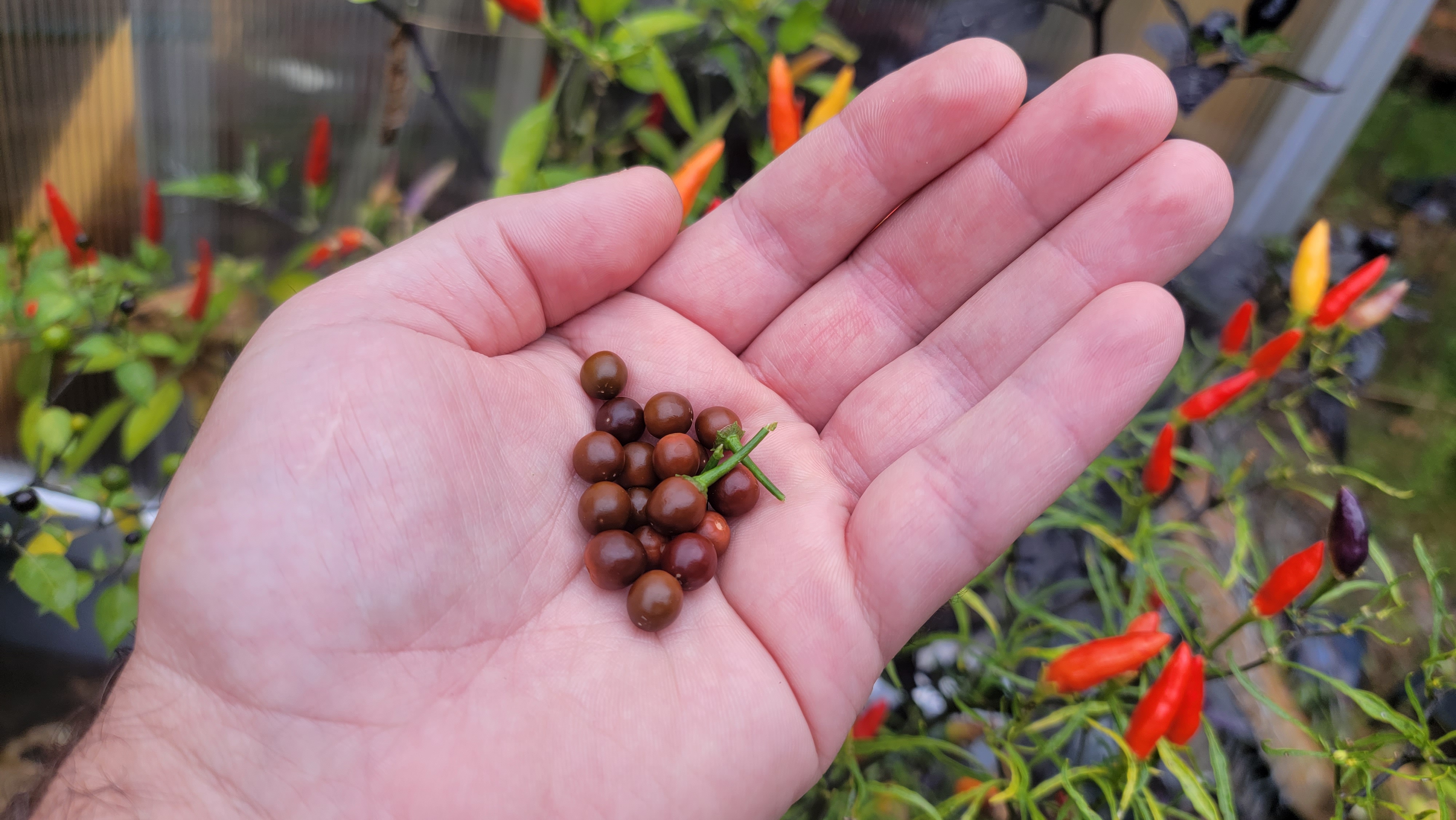 Chiltepin Cappuccino