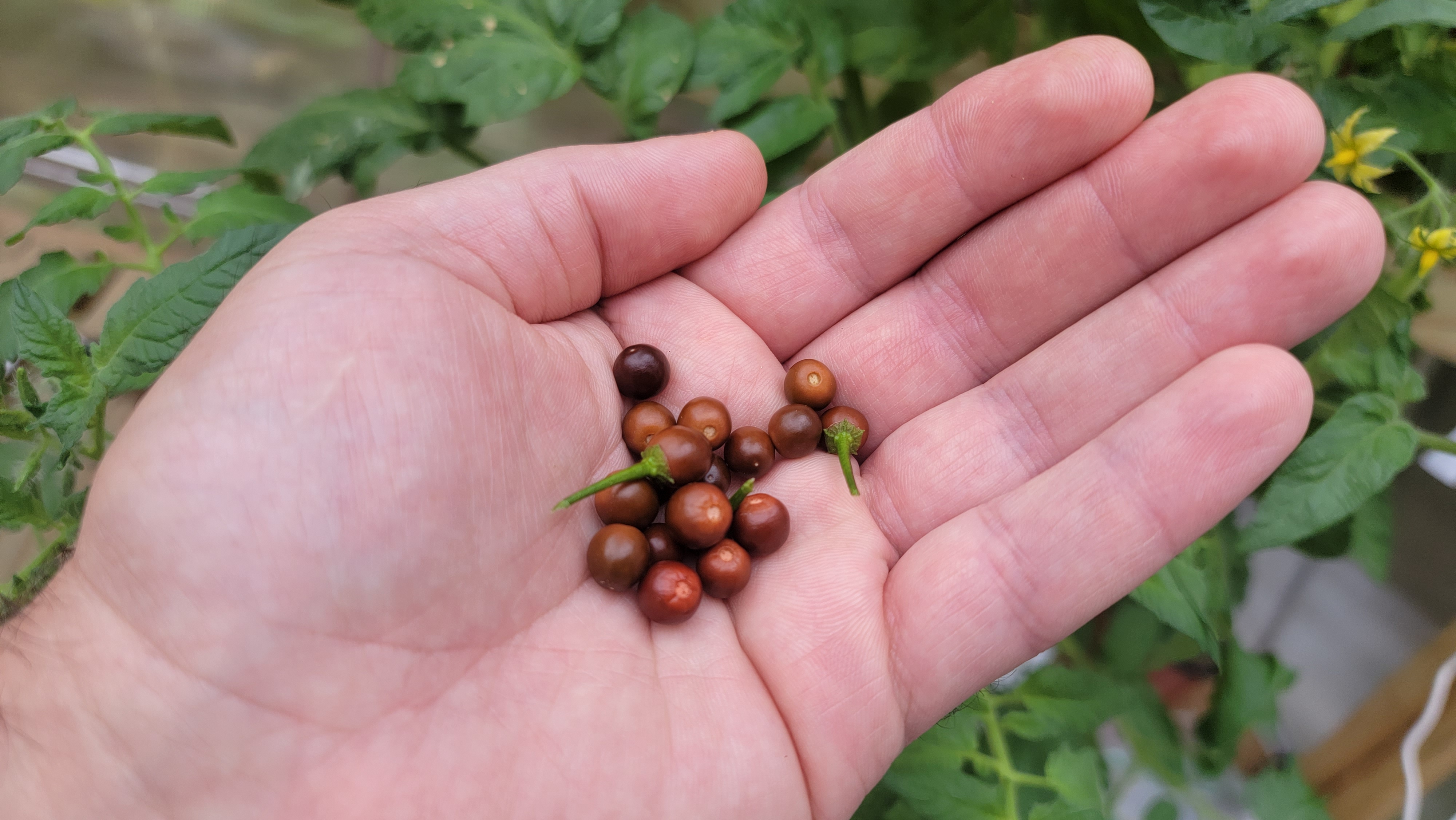 Chiltepin Cappuccino
