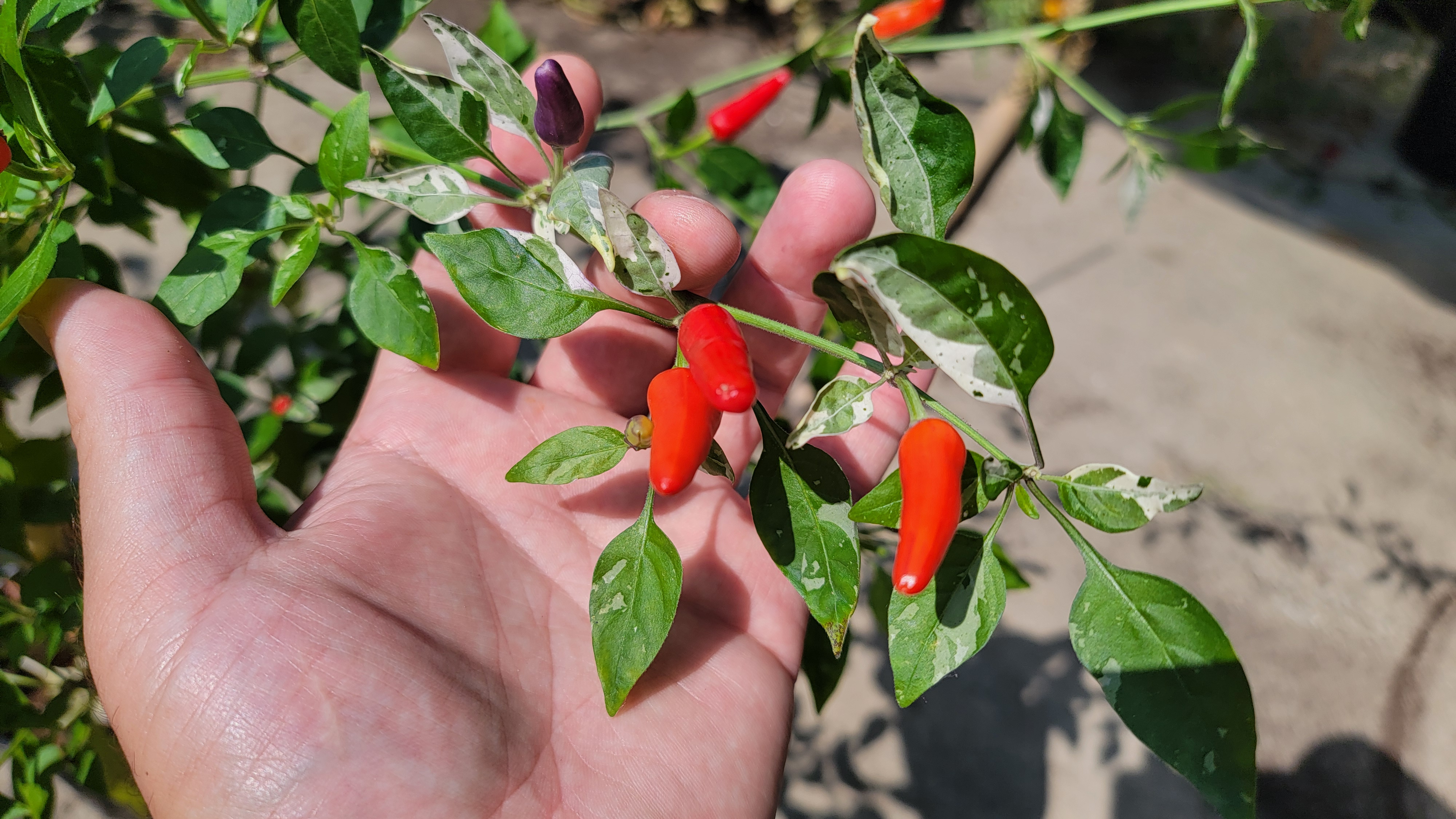 Indonesian x Medusa F6