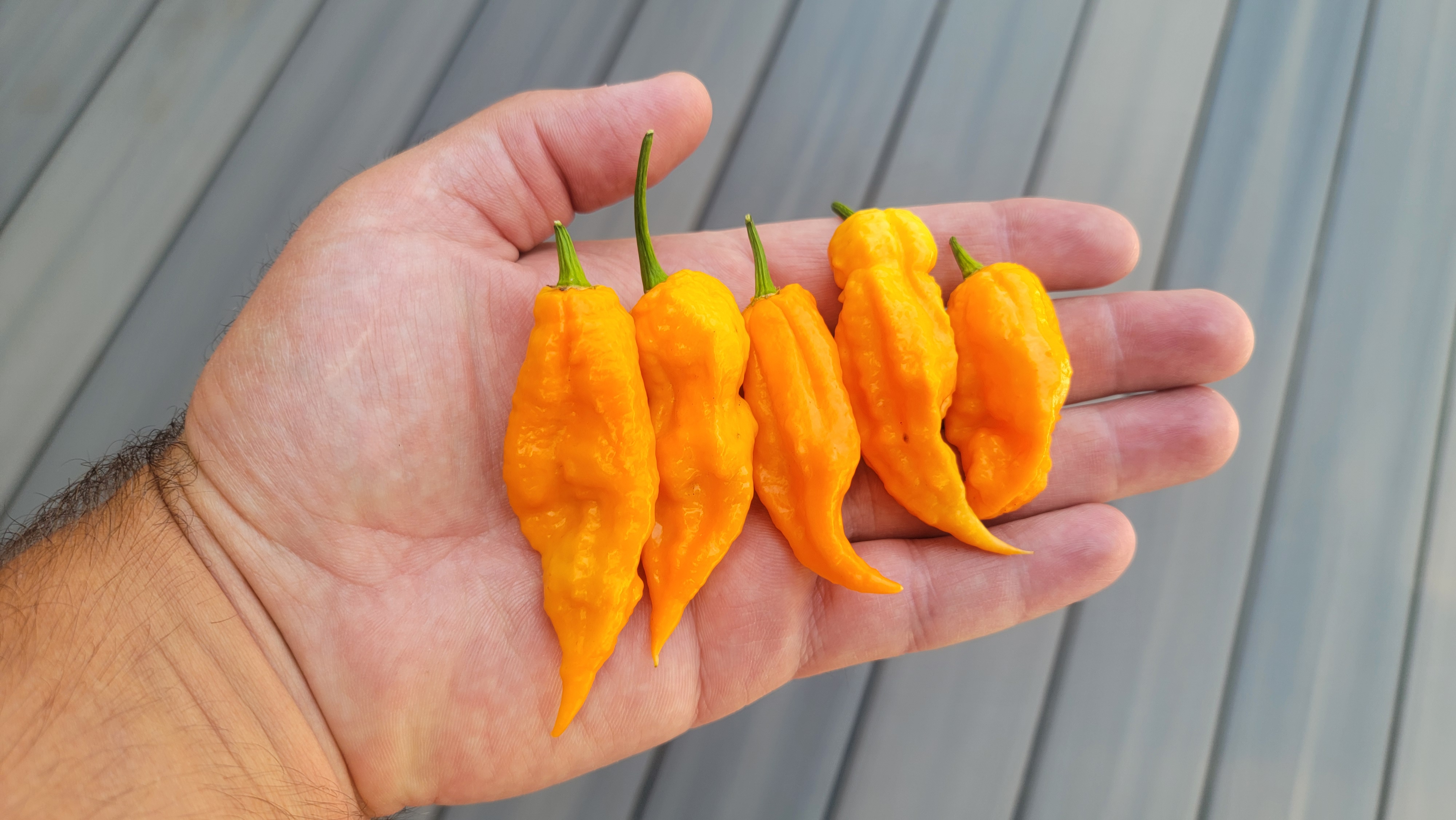 Orange Ghost