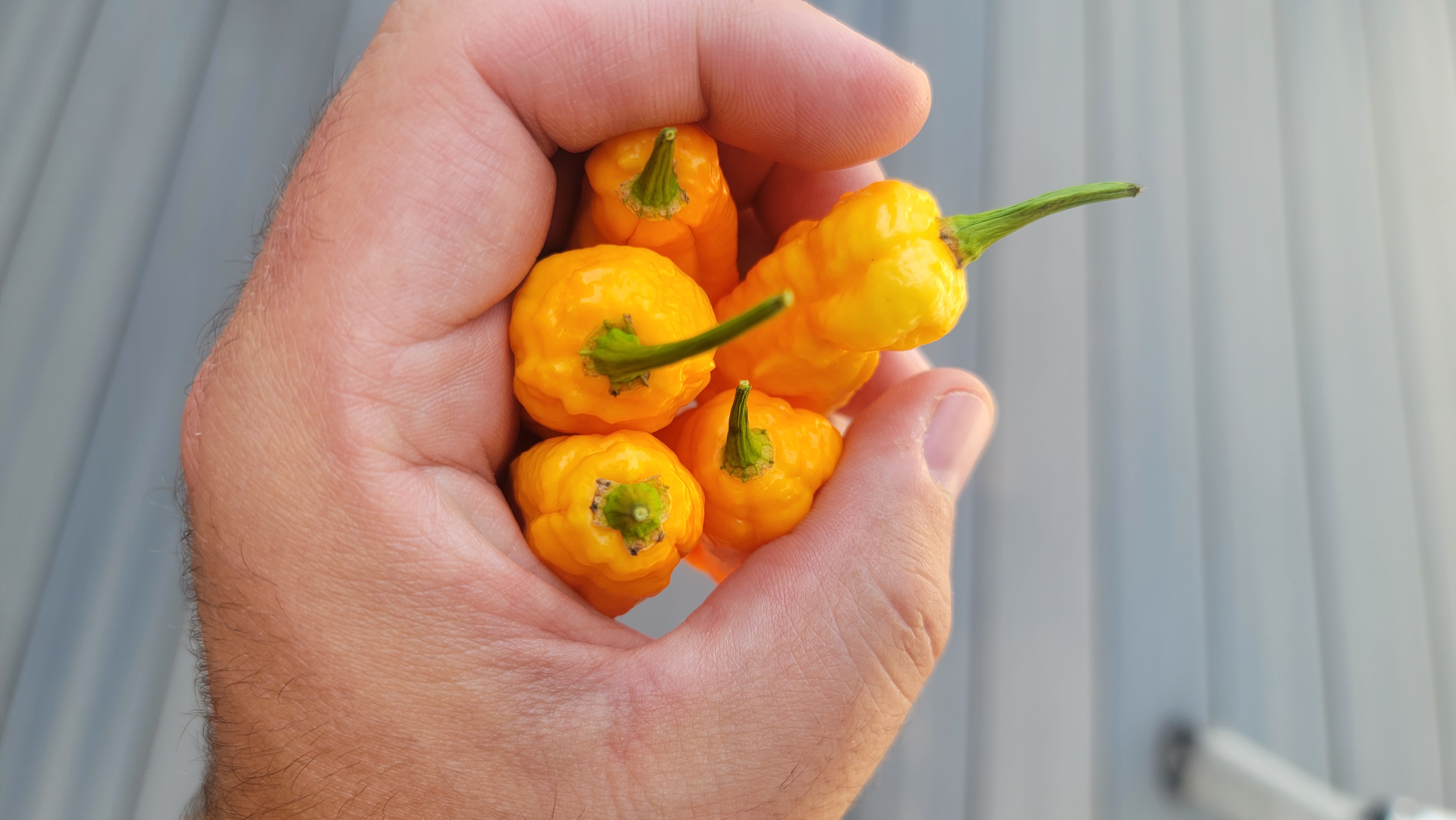 Orange Ghost